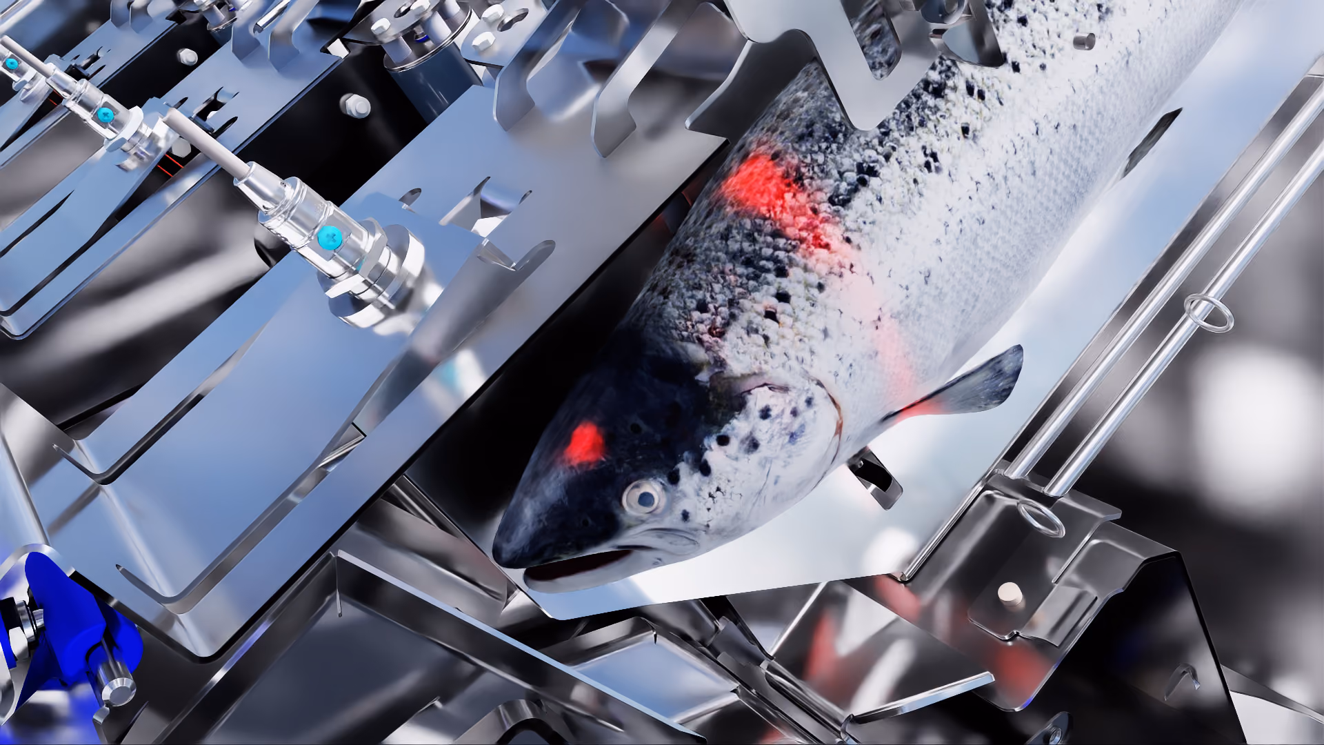 Salmon fish positioned on a stainless steel machine with red laser sensor spots on its body.