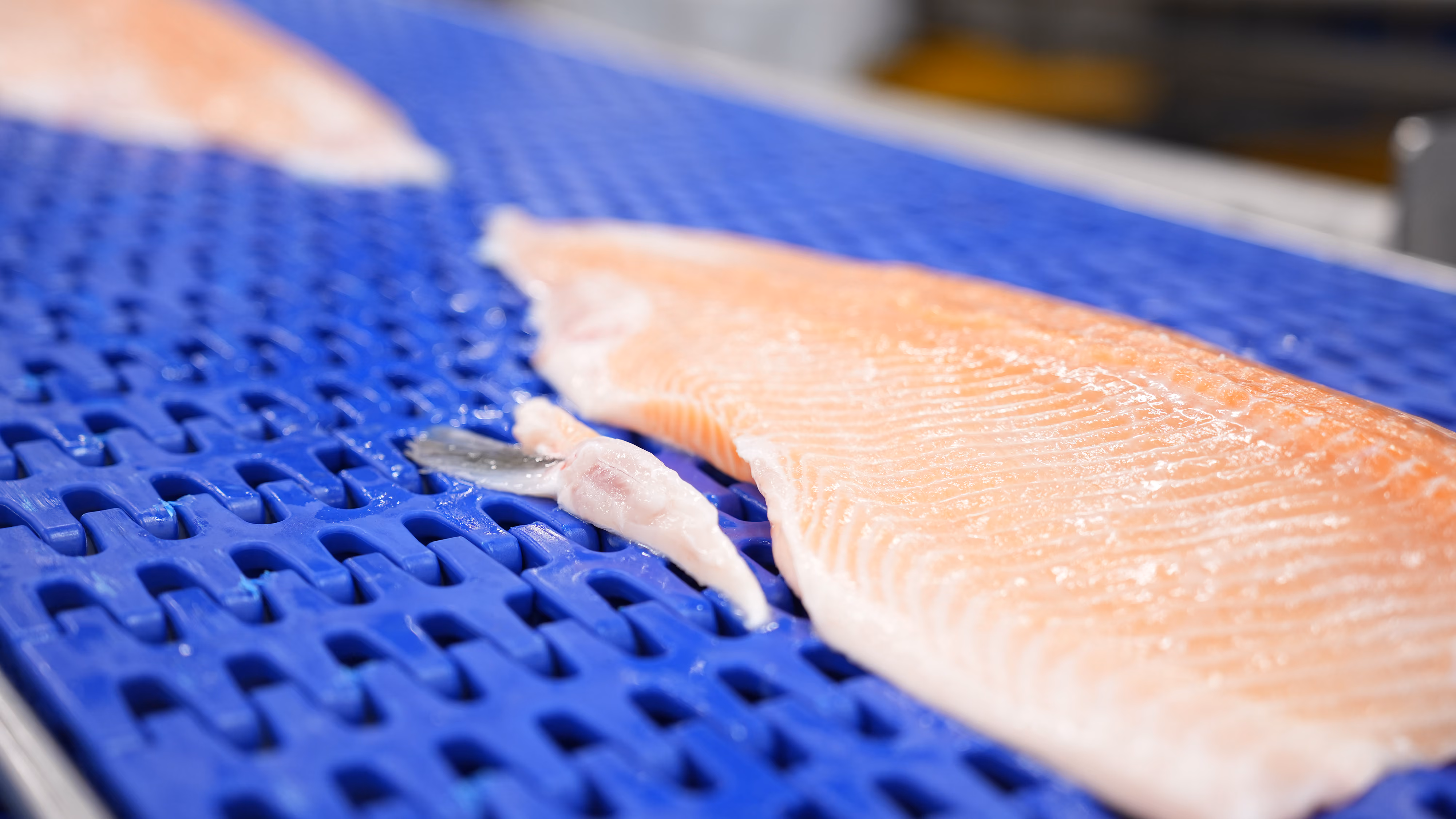 Fresh salmon fillets on a blue plastic conveyor belt in a fish processing facility.
