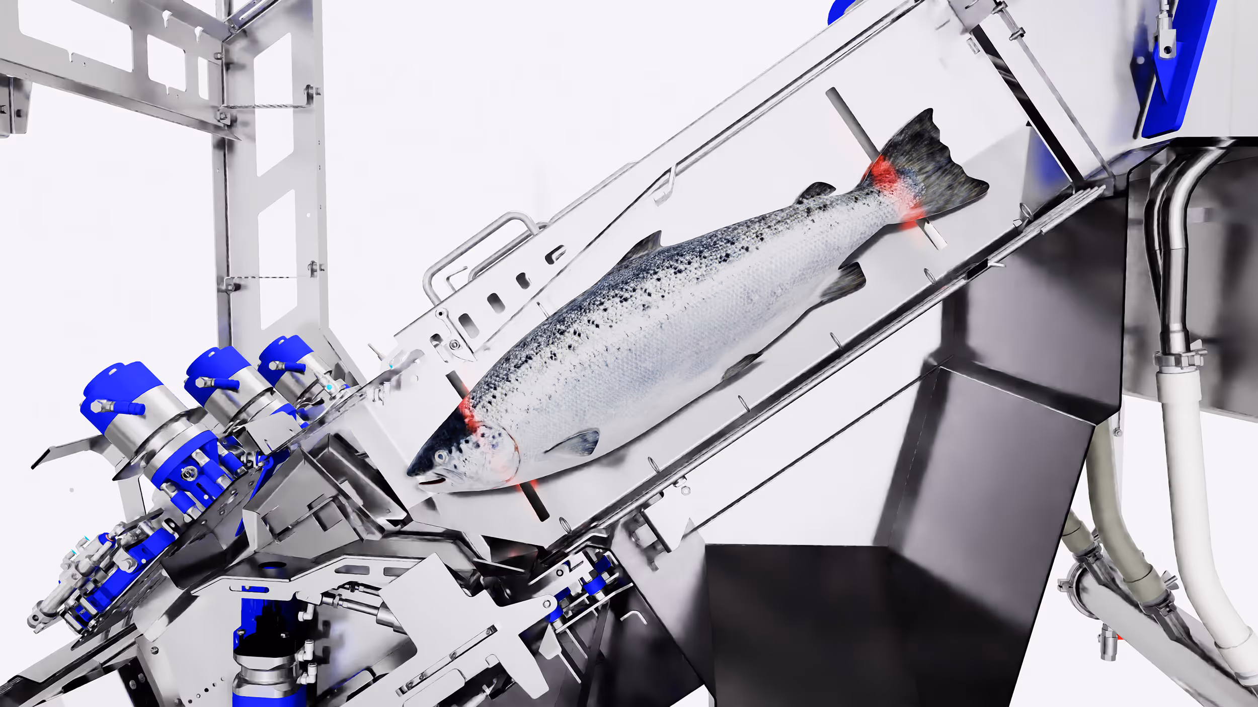Machine measuring the length of a whole fish with red marks at head and tail.