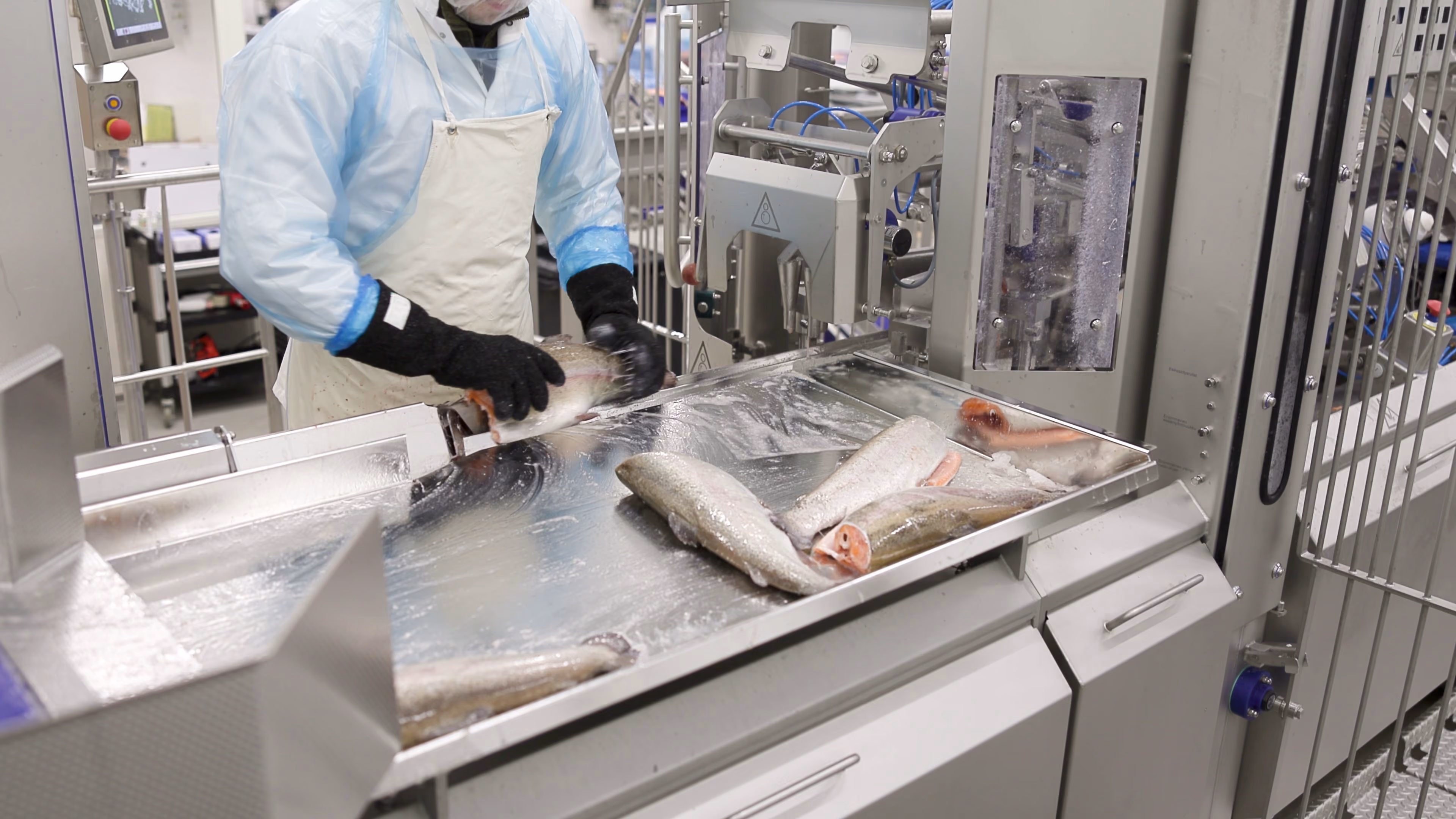 Worker in protective clothing processing fish on a stainless steel conveyor in a food processing plant.