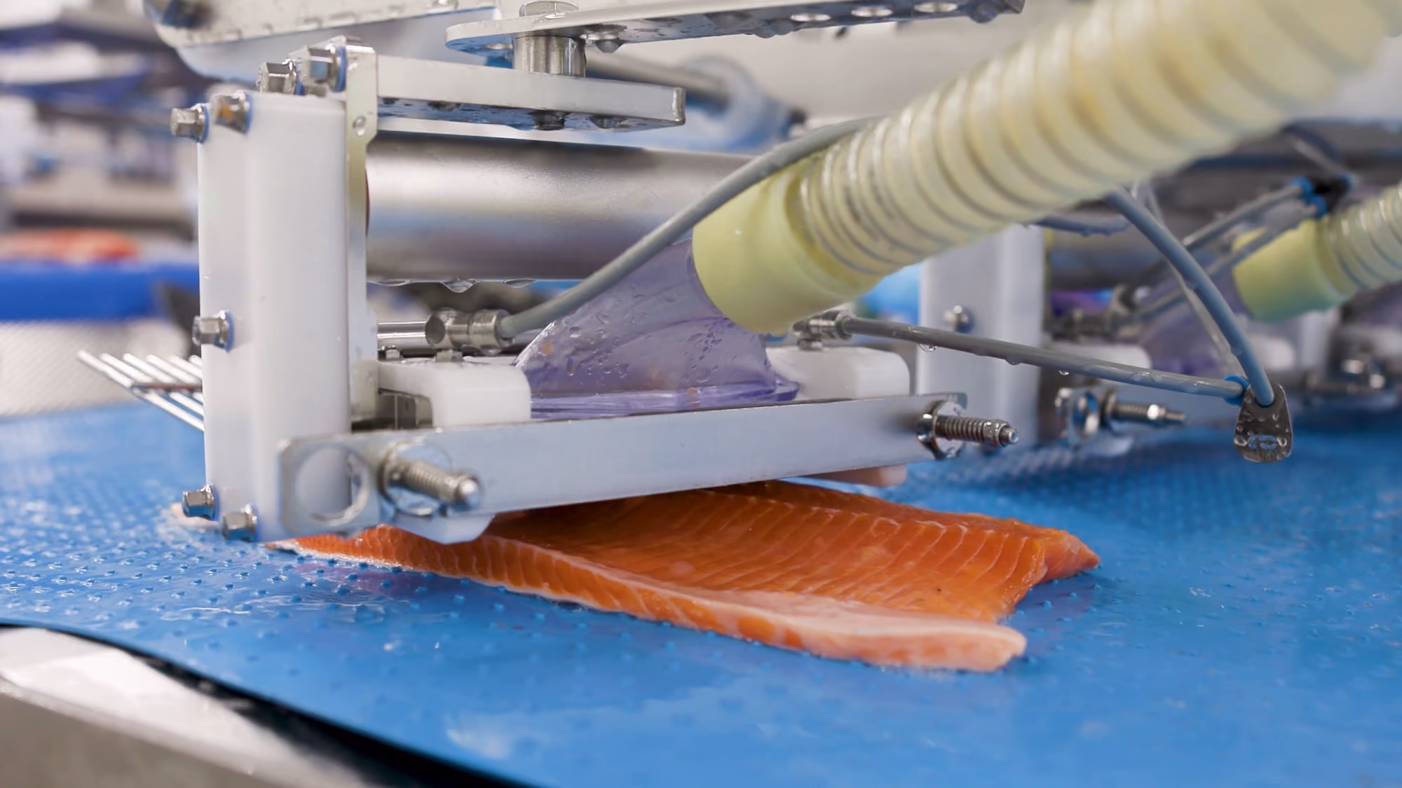 Automated machine processing a fillet of salmon on a blue conveyor belt.