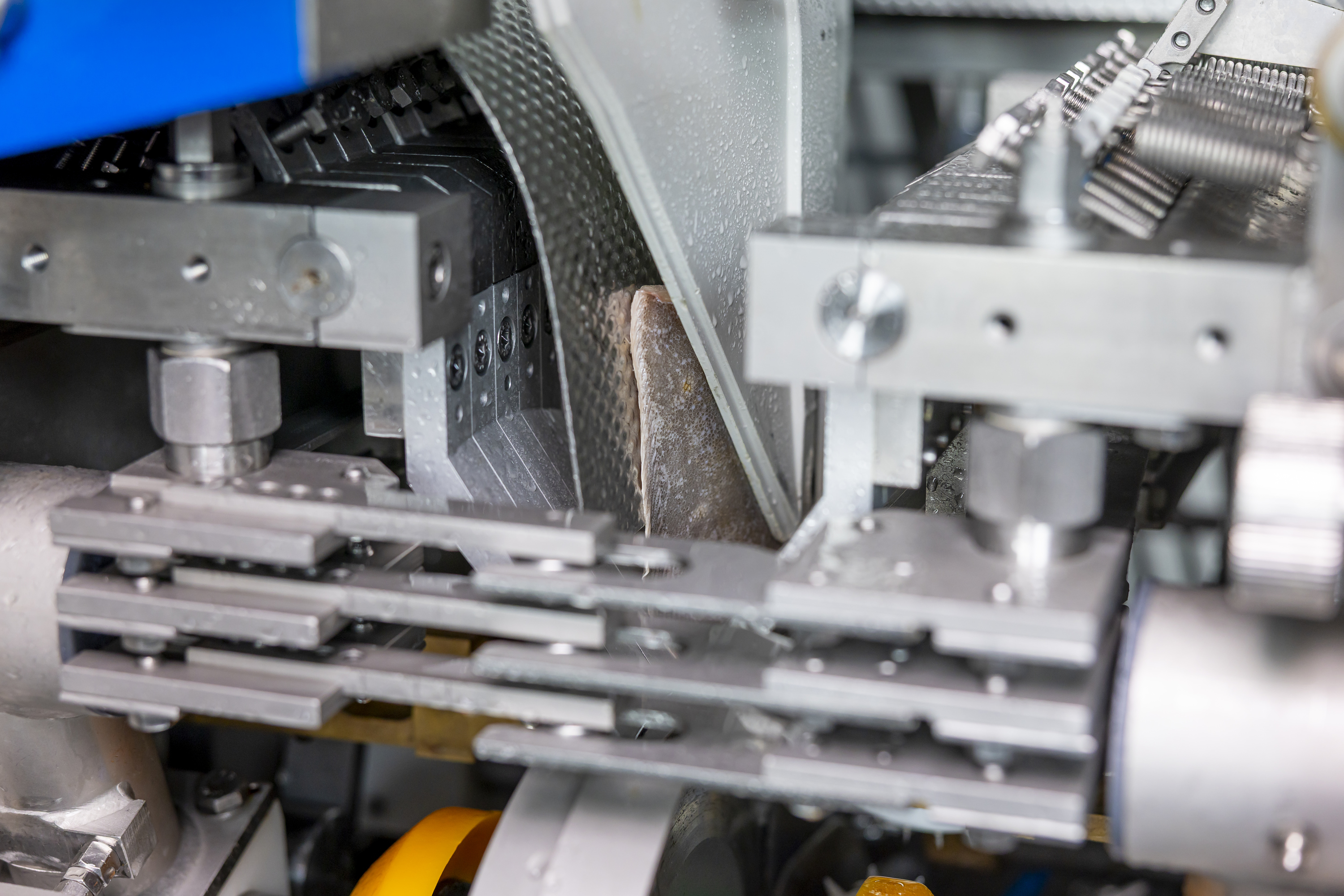 Close-up of machinery processing a fish inside a food processing machine.