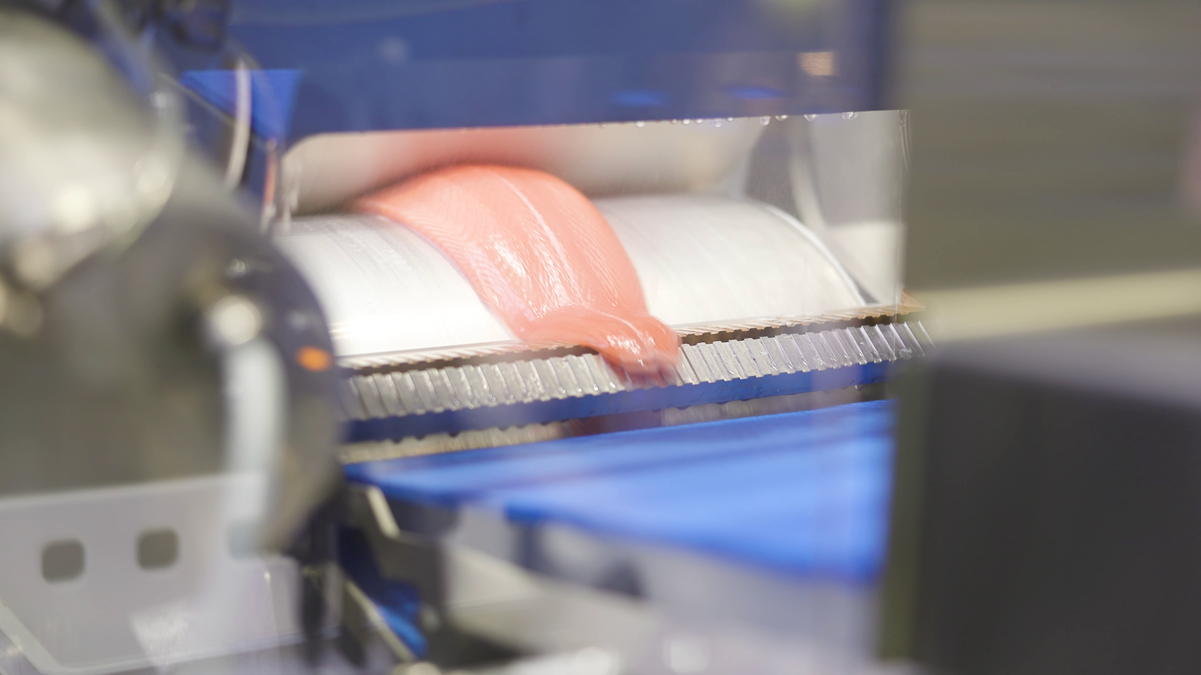 Salmon fillet on an industrial conveyor belt inside a food processing machine.