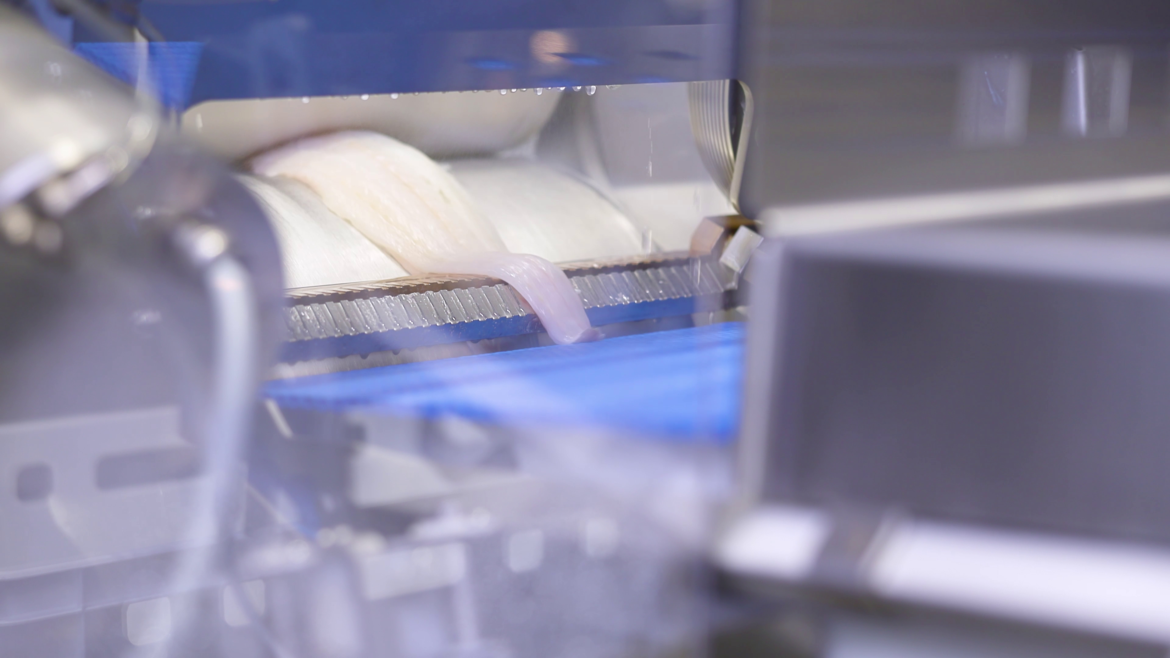White fish fillets being processed on a machine with a blue conveyor belt.
