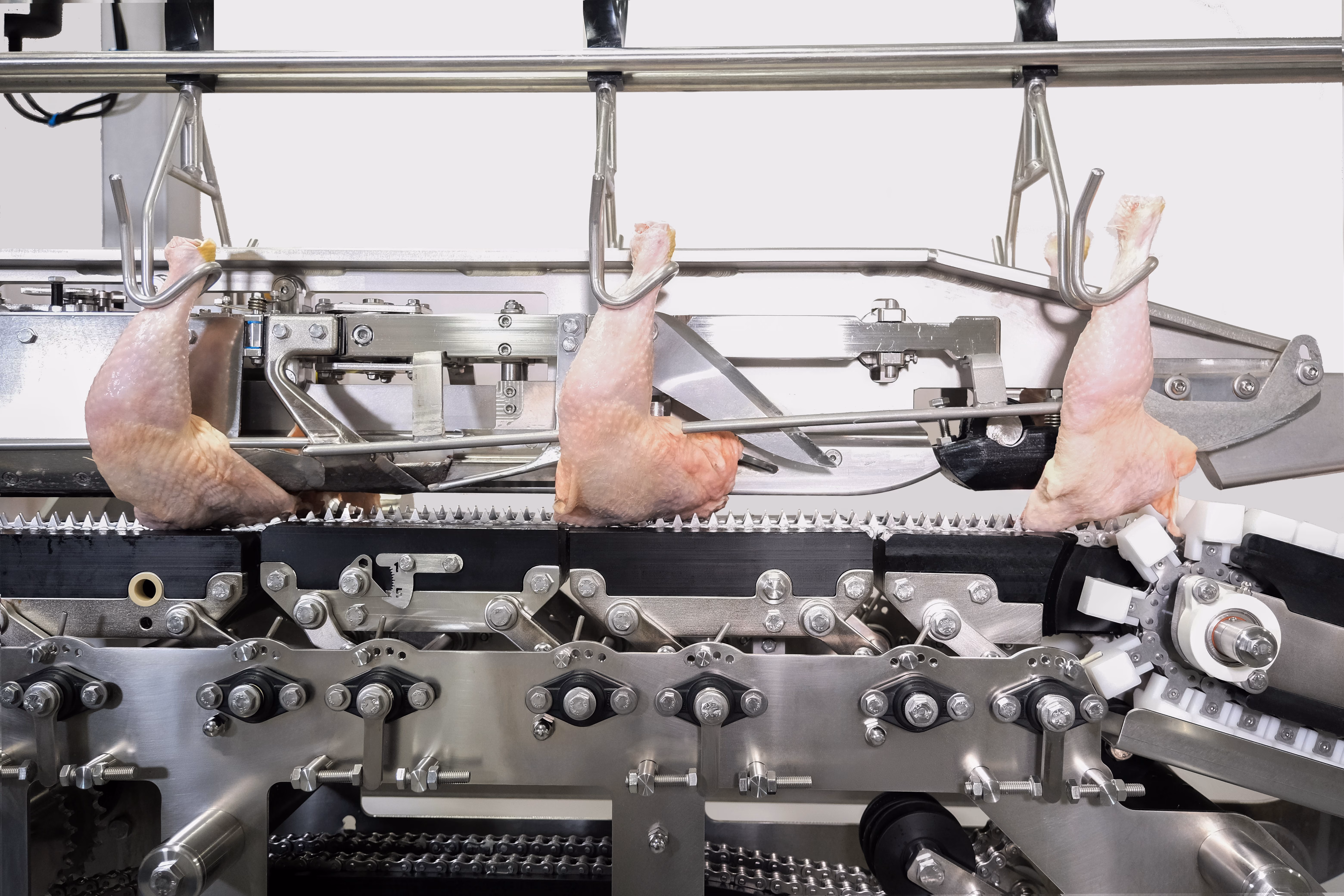 Three raw chicken legs hanging from hooks on a stainless steel poultry processing machine.