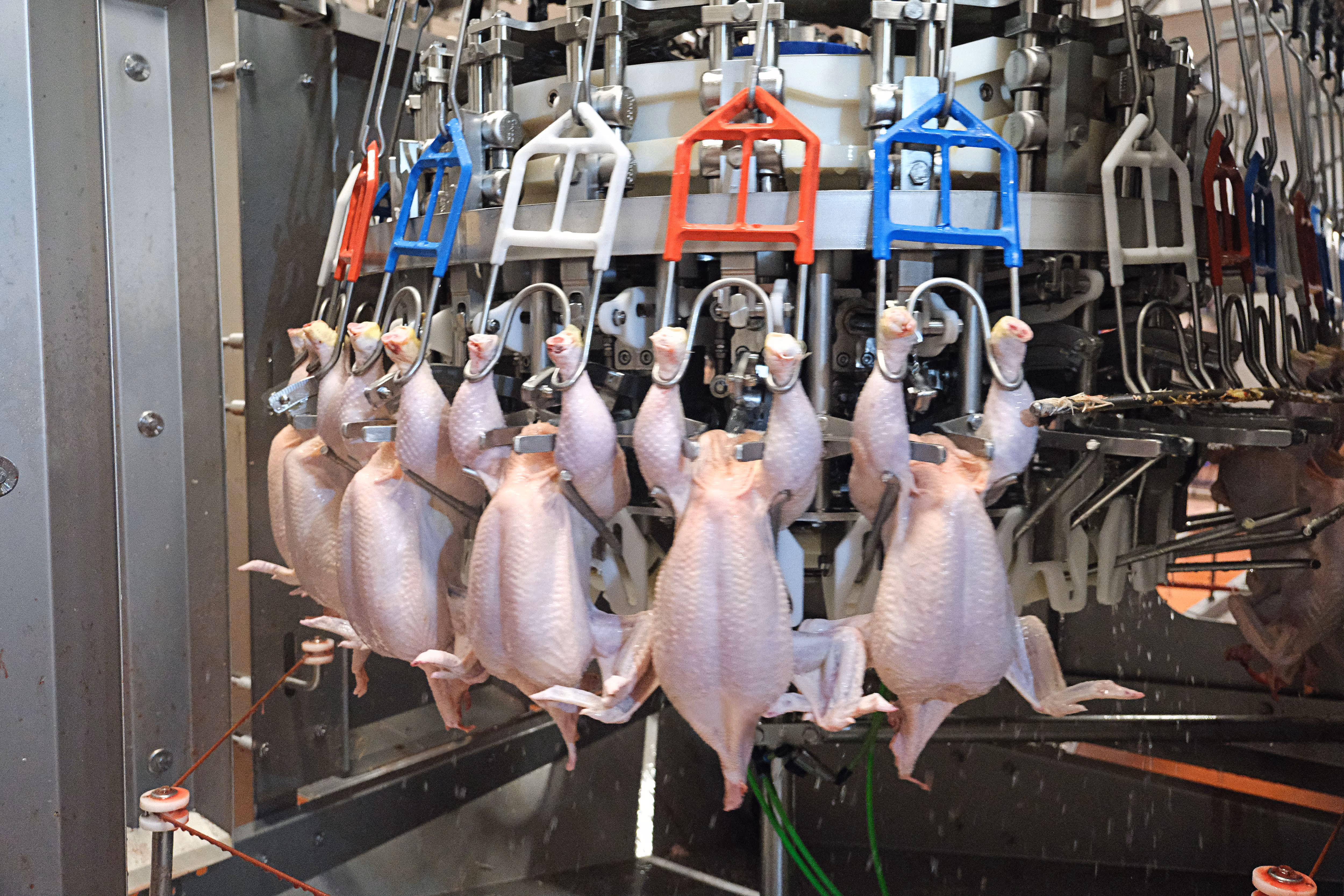 Plucked chickens hanging by hooks on a conveyor system inside a poultry processing machine.