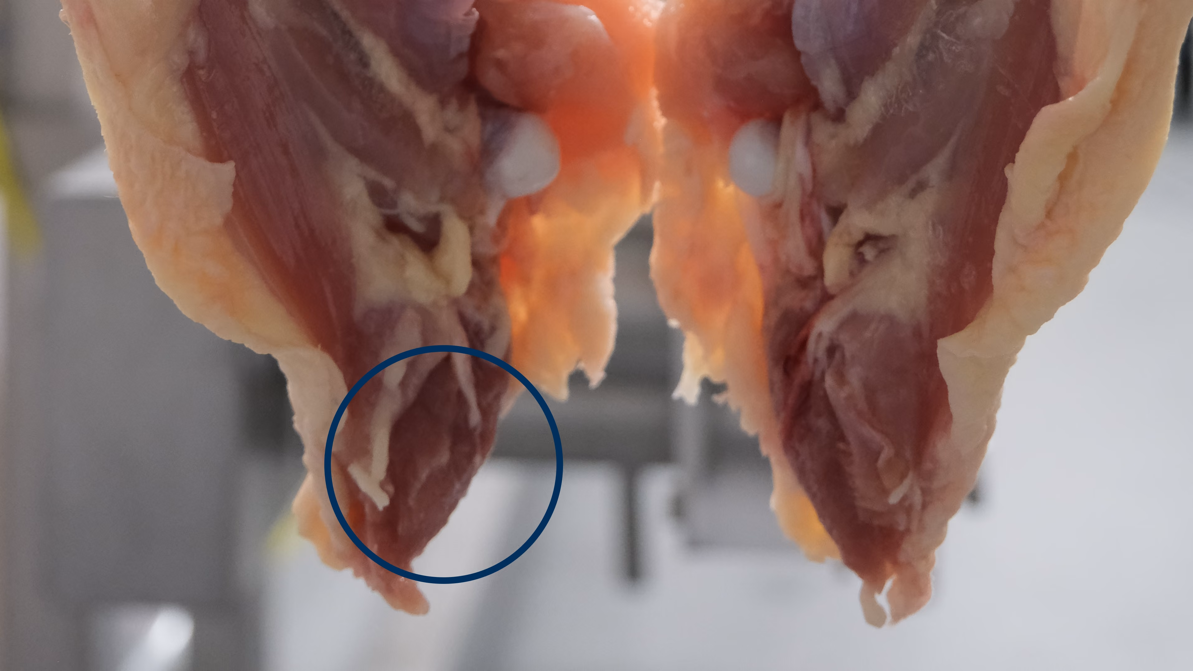Close-up of raw poultry meat hanging with a blue circle highlighting part of the meat.