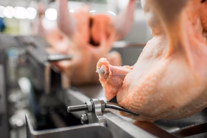Raw whole chickens aligned on a processing line with metal fixtures in a factory setting.