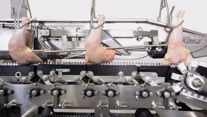 Poultry legs hanging on hooks over a stainless steel machine used for processing meat.