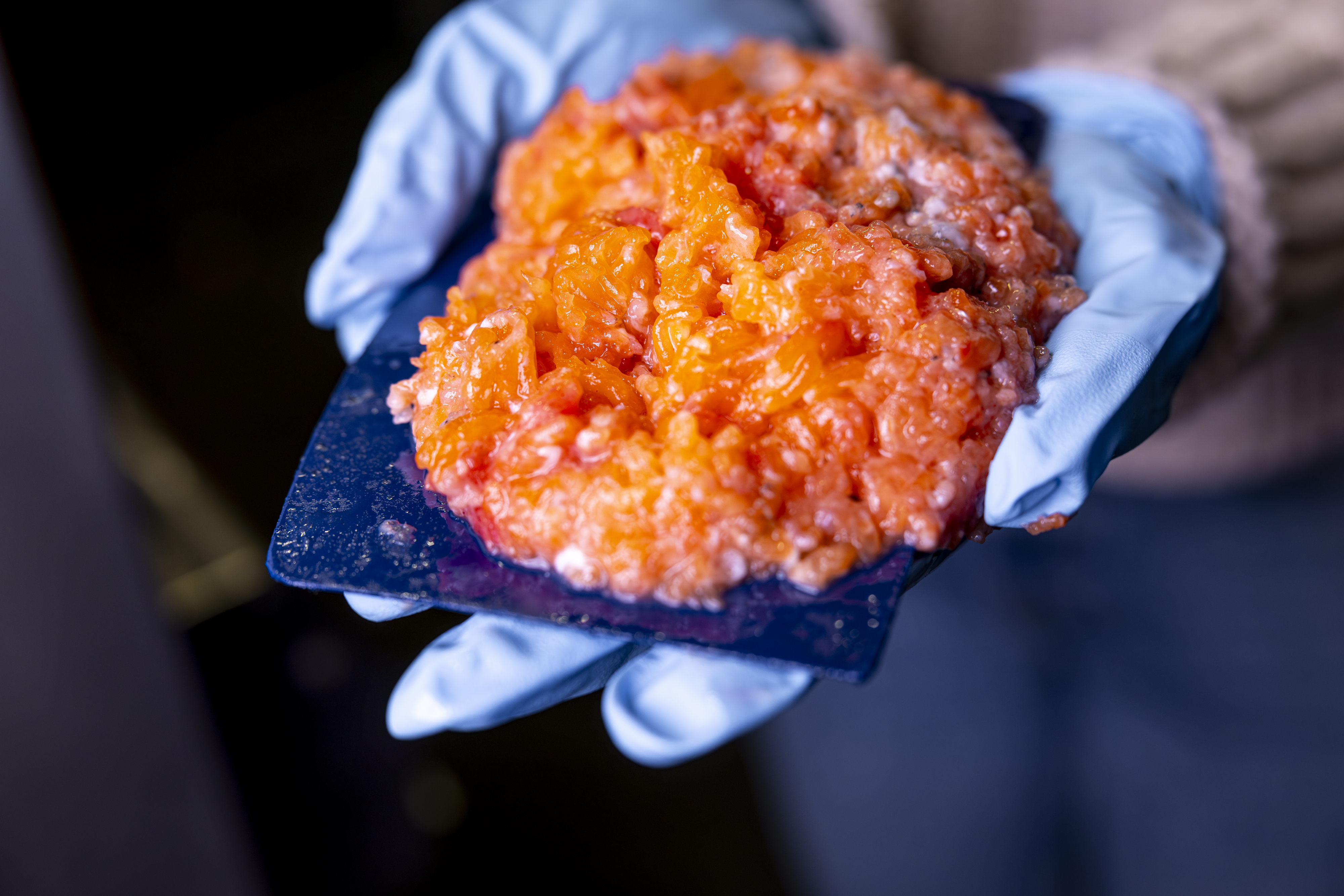 Blue-gloved hands holding a dark tray with bright orange minced fish on it.