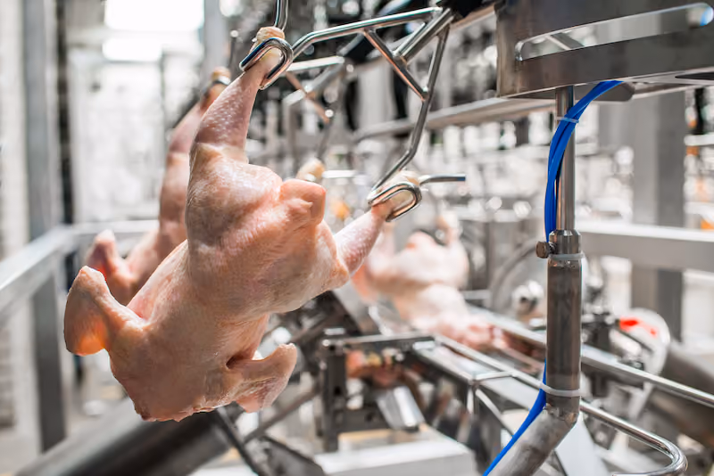 Plucked raw chickens hanging upside down on hooks in a poultry processing plant.