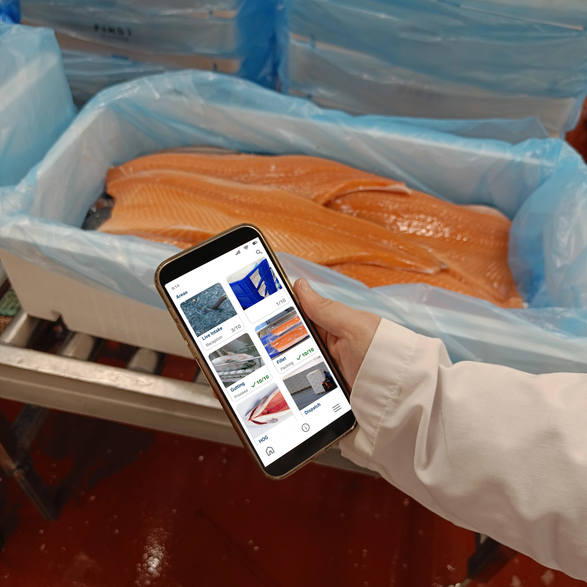 Hand holding phone showing fish processing app with fresh salmon fillets in plastic-lined box.