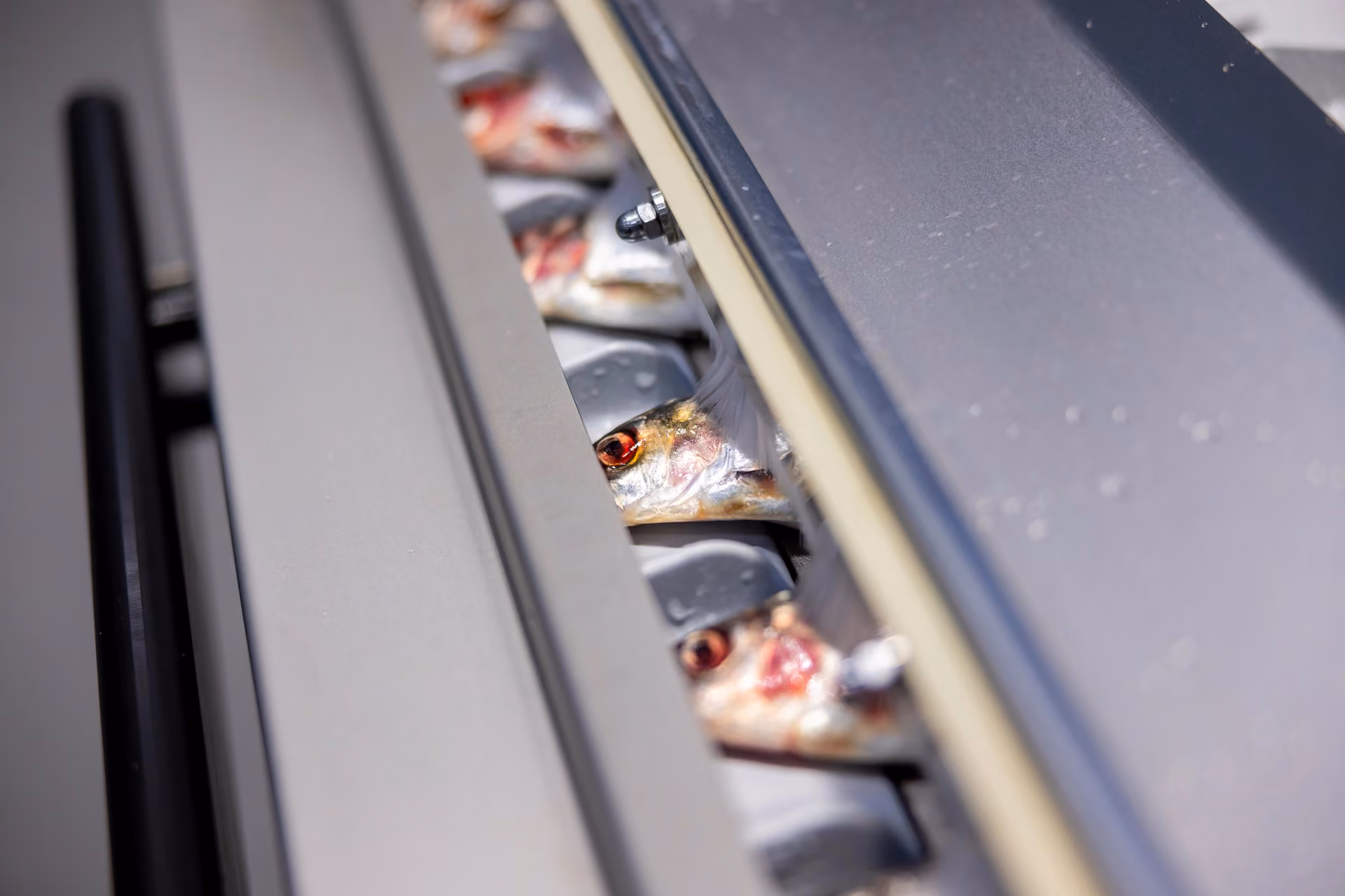 Small fish with red eyes aligned in a row inside a mechanical conveyor system.