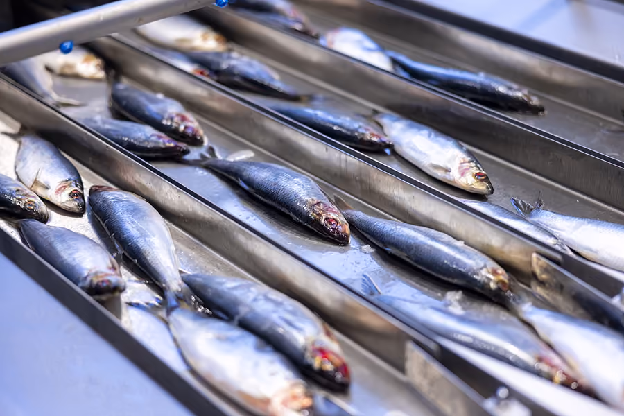 Several fresh whole fish displayed on metal trays in a market or processing facility.