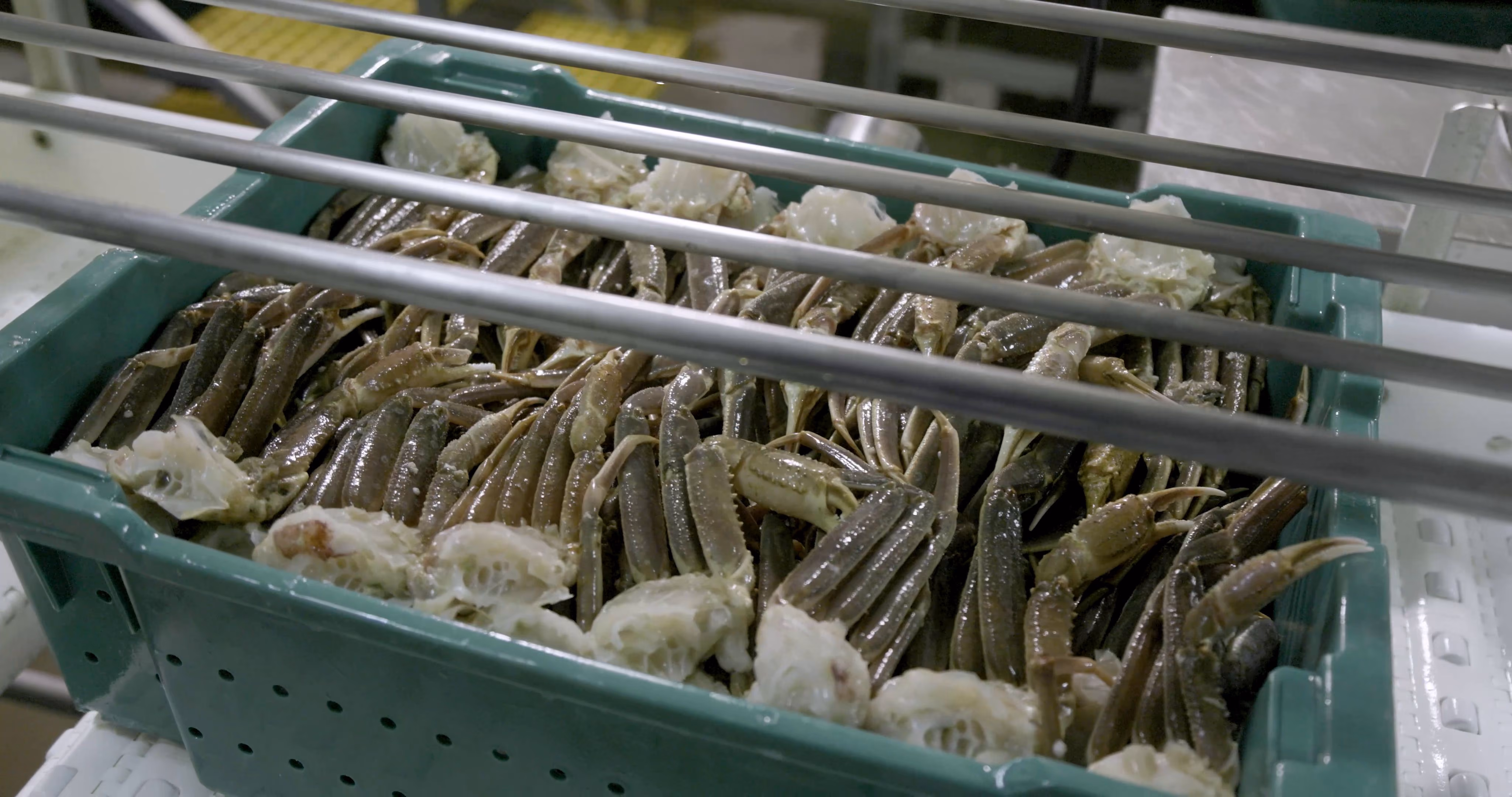 Green plastic crate filled with neatly arranged snow crab legs and claws, shown behind metal bars, on a white conveyor belt in a processing facility.