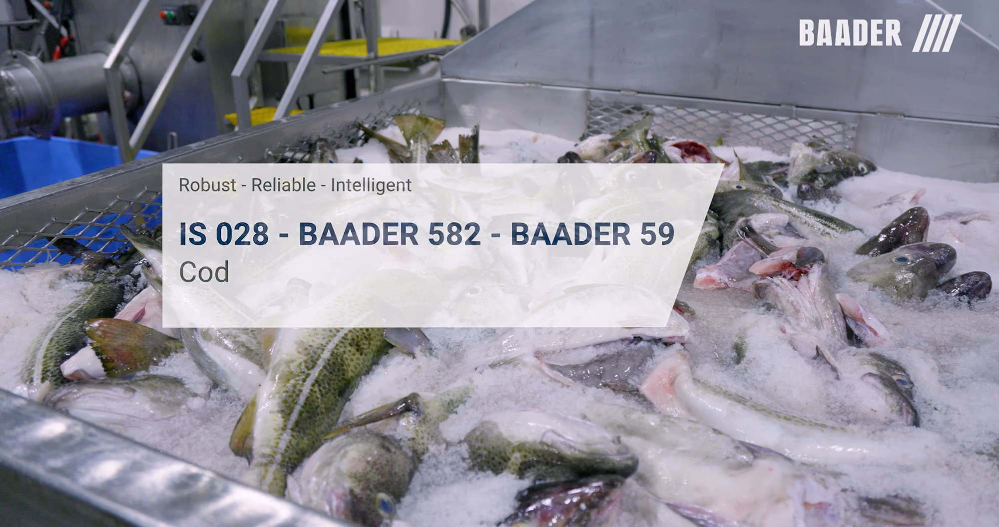 A metal container filled with iced cod fish heads and bodies, with a stainless steel industrial setup in the background and the BAADER logo in the top right corner.
