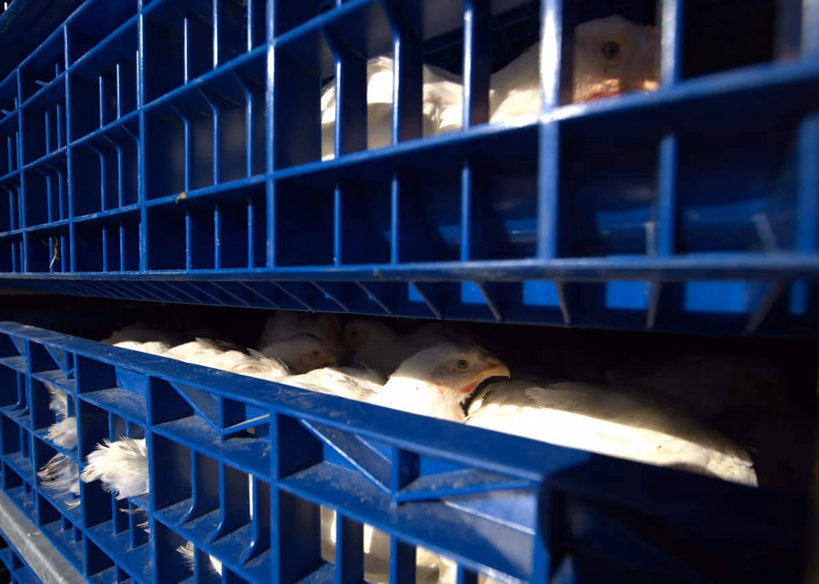 White chickens tightly packed inside stacked blue plastic crates, visible through the crate slats.