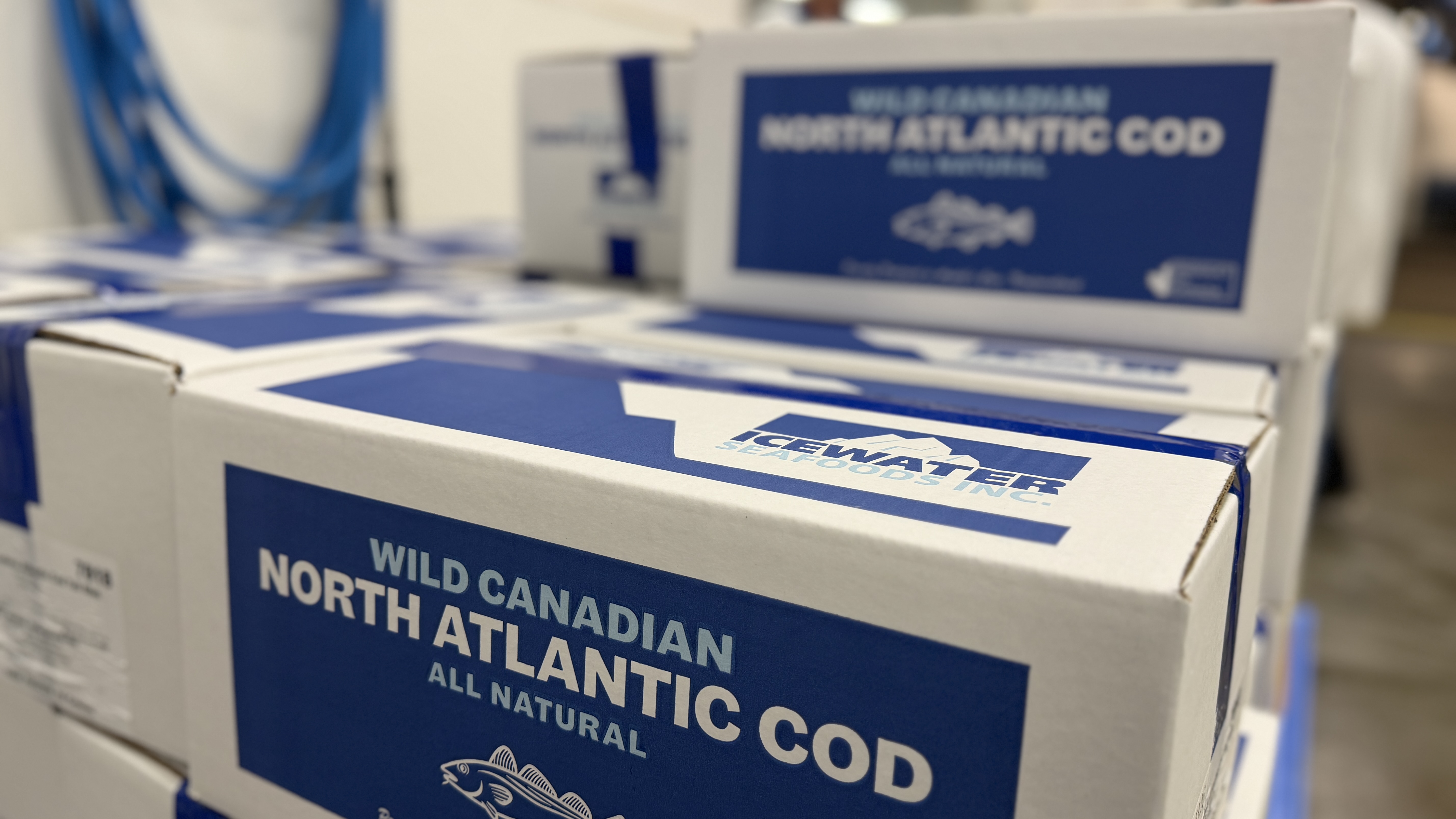 Stacked white cardboard boxes with blue labels that read Wild Canadian North Atlantic Cod All Natural, branded with Icewater Seafoods Inc.