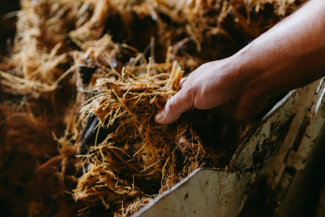 Milled cooked agave