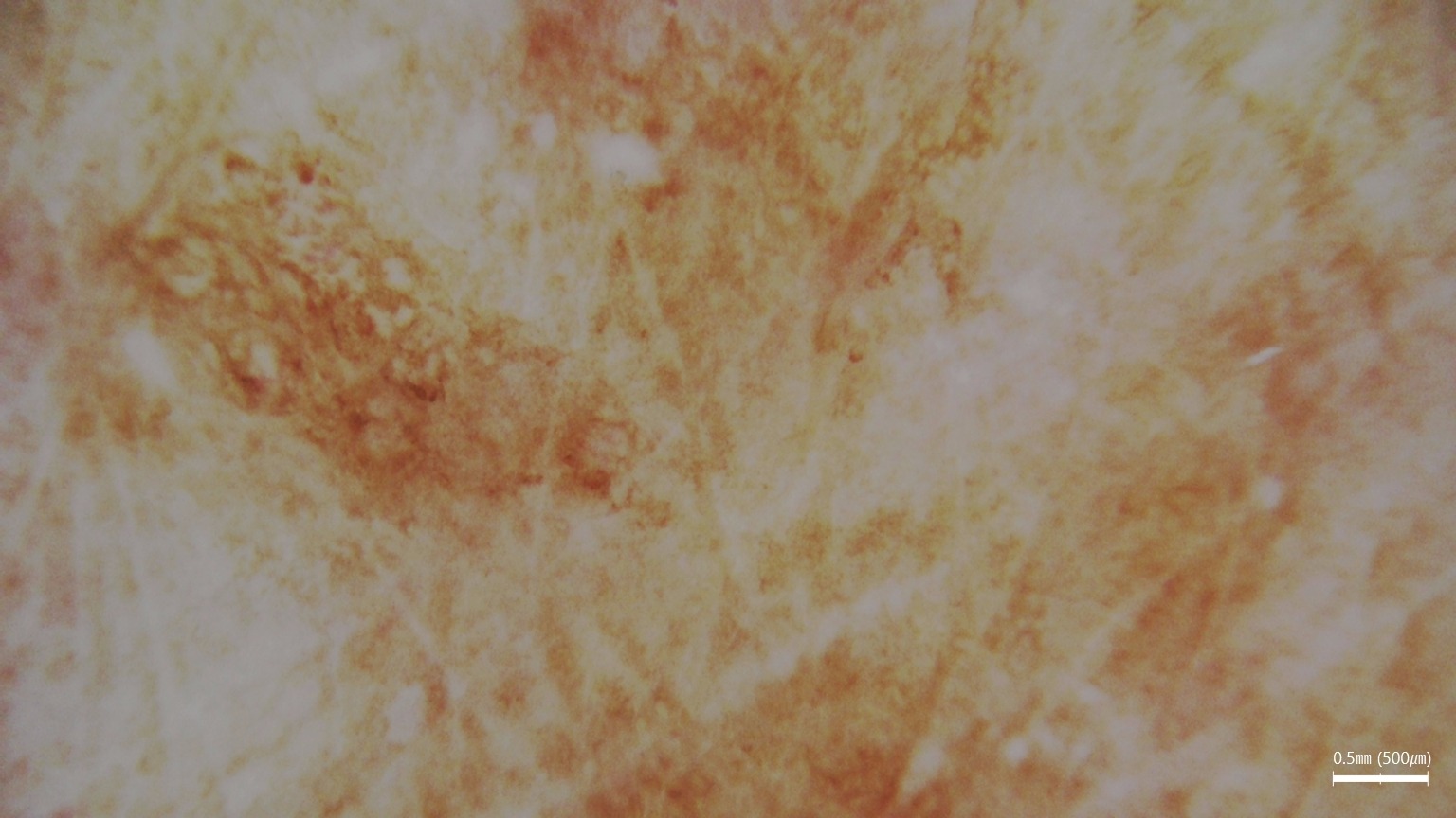 Specjalistyczna kamera wykorzystywana w diagnostyce skóry i włosów