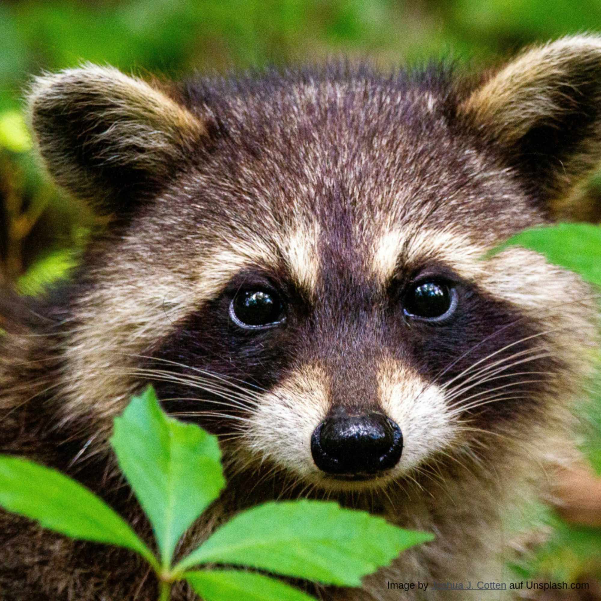 Kassel startet europaweit einzigartiges Pilotprojekt – Waschbären in Kassel: Tierschutz statt Abschuss