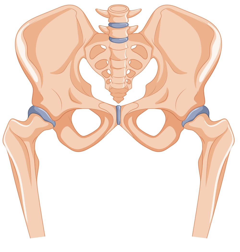 Anatomisk illustrasjon av det menneskelige bekkenet og hofteleddene sett forfra. Bildet viser hoftebeina på hver side koblet til bekkenet og ryggraden i midten. Nederst ses de øverste delene av lårbeina (femur), der lårbeidshodet er plassert inne i hofteskålen for å danne hofteleddet. Leddflatene er markert med en gråblå farge for å illustrere normal brusk.