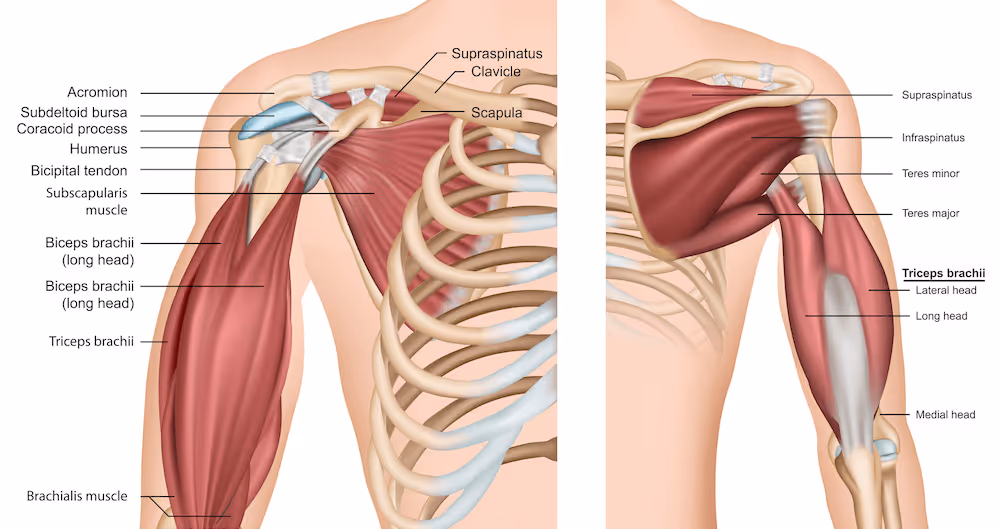 Medisinsk illustrasjon av overkroppen og skulderen sett både forfra og bakfra for å vise anatomien til rotatorcuffen, slimposen og omkringliggende muskler.