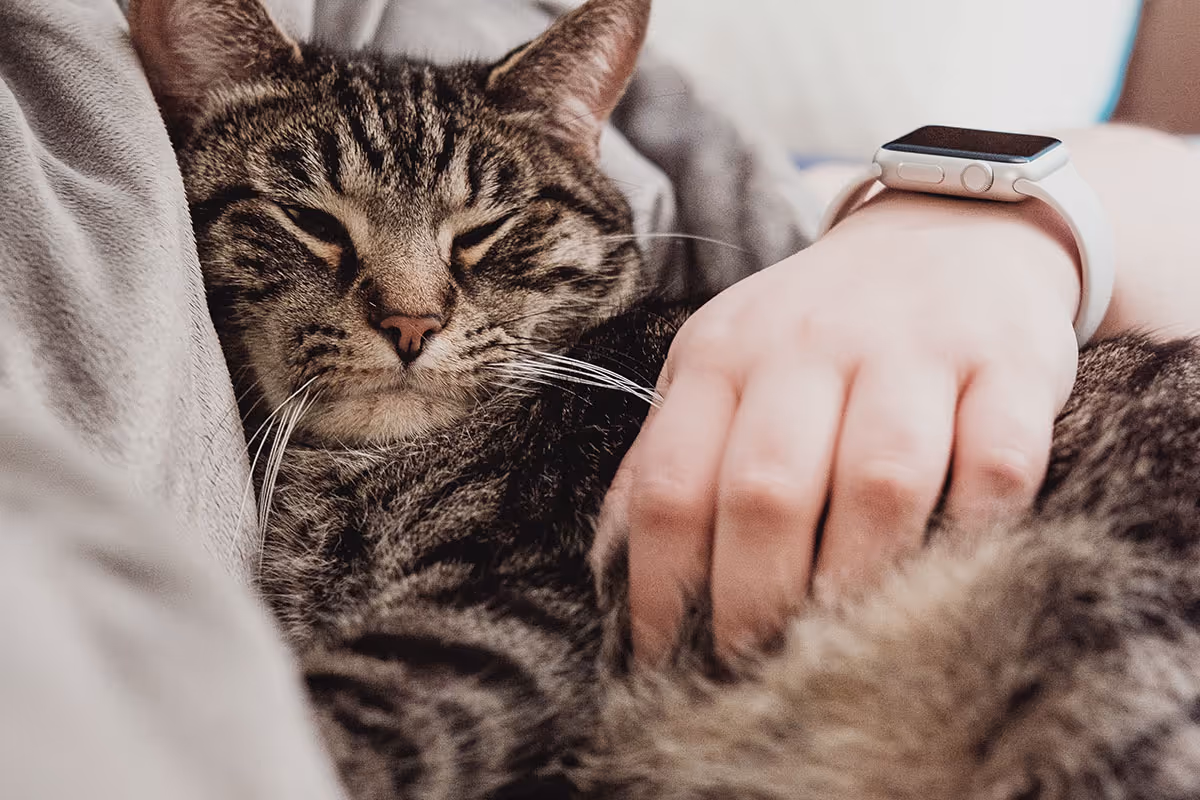What Are Cat Naps and Are They Effective?