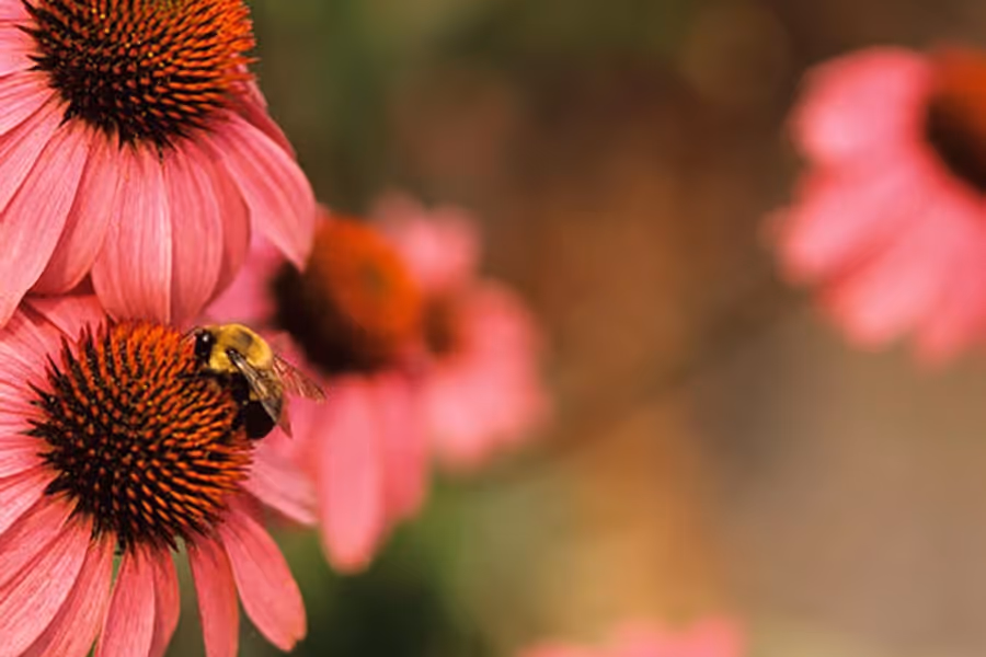 Snoring More These Days? How to Combat Allergies to Reduce Snoring