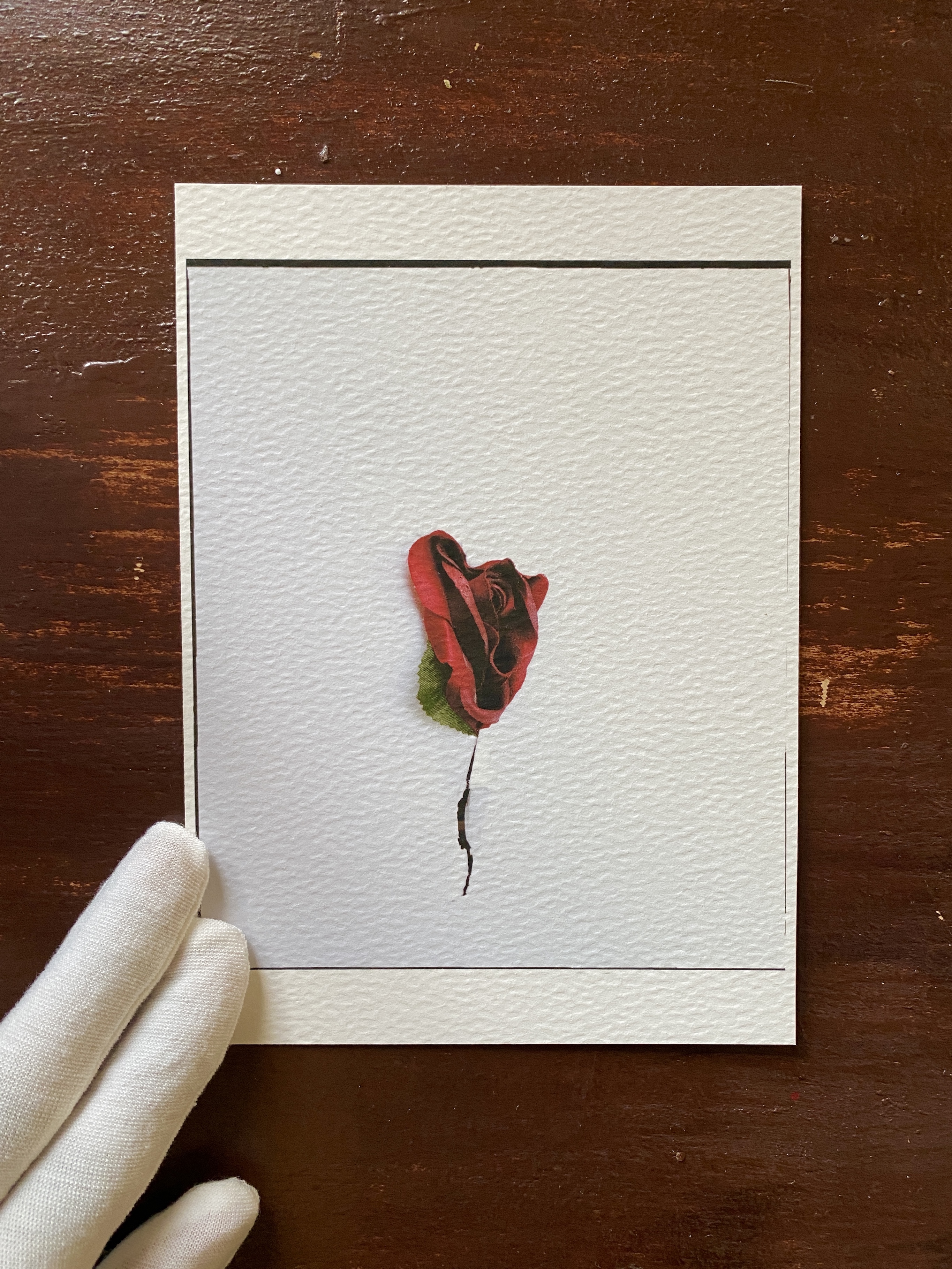BLOODY PUSSY 5" x 7" Cotton Print [Archive SECRET GARDEN]
