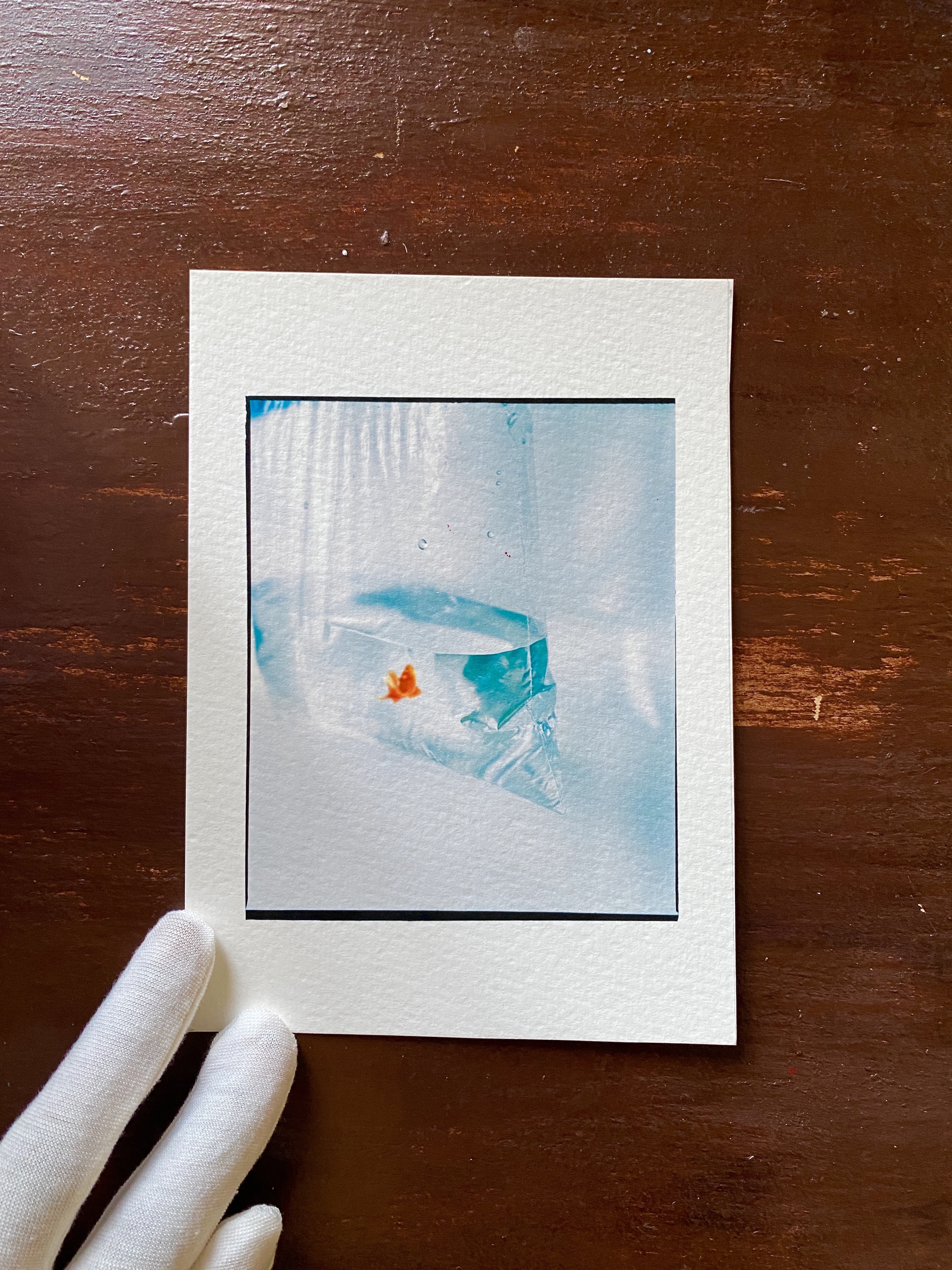 POISSON ROUGE 5" x 7" Cotton Print [Archive SECRET GARDEN] 