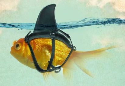 fake it until you make it fish