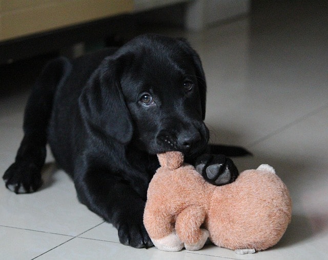 dog, animal, sell meng, pet, play
