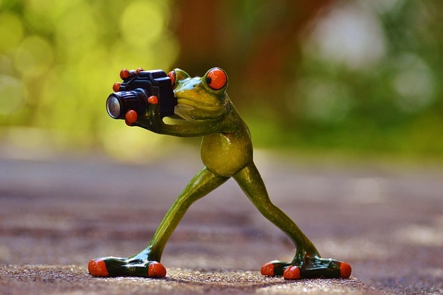 photographer, frog, fun, green, animal, nature, wildlife, camera, taking photos