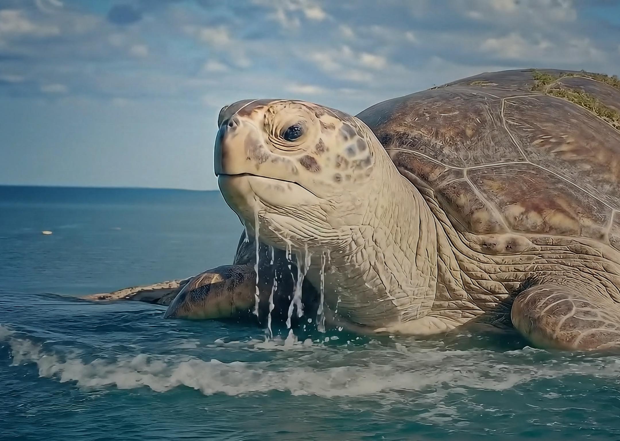 An AI-generated image shows a giant sea turtle on the shore of a beach, with water dripping from its chin and neck.