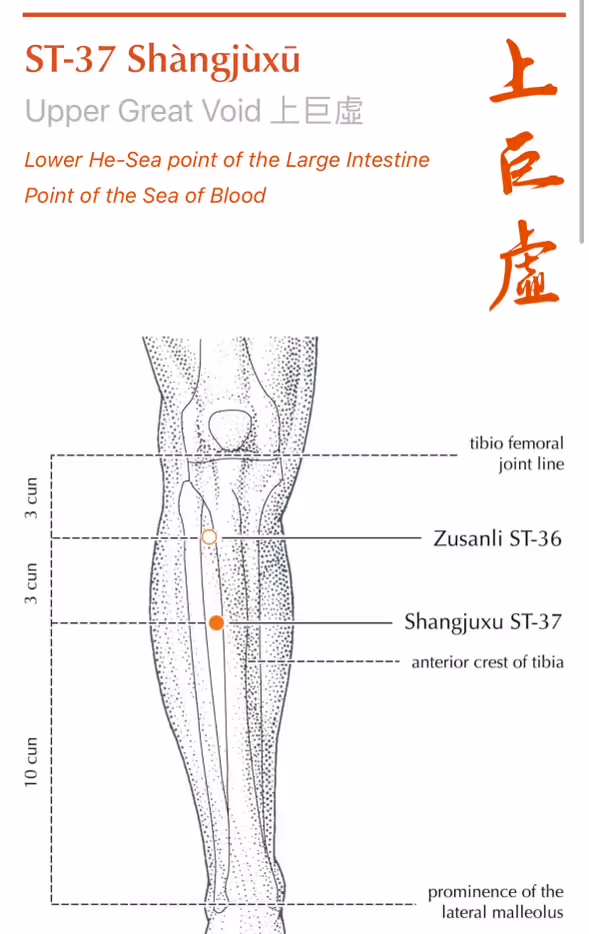 Acupressure point S37 Upper Great Void
