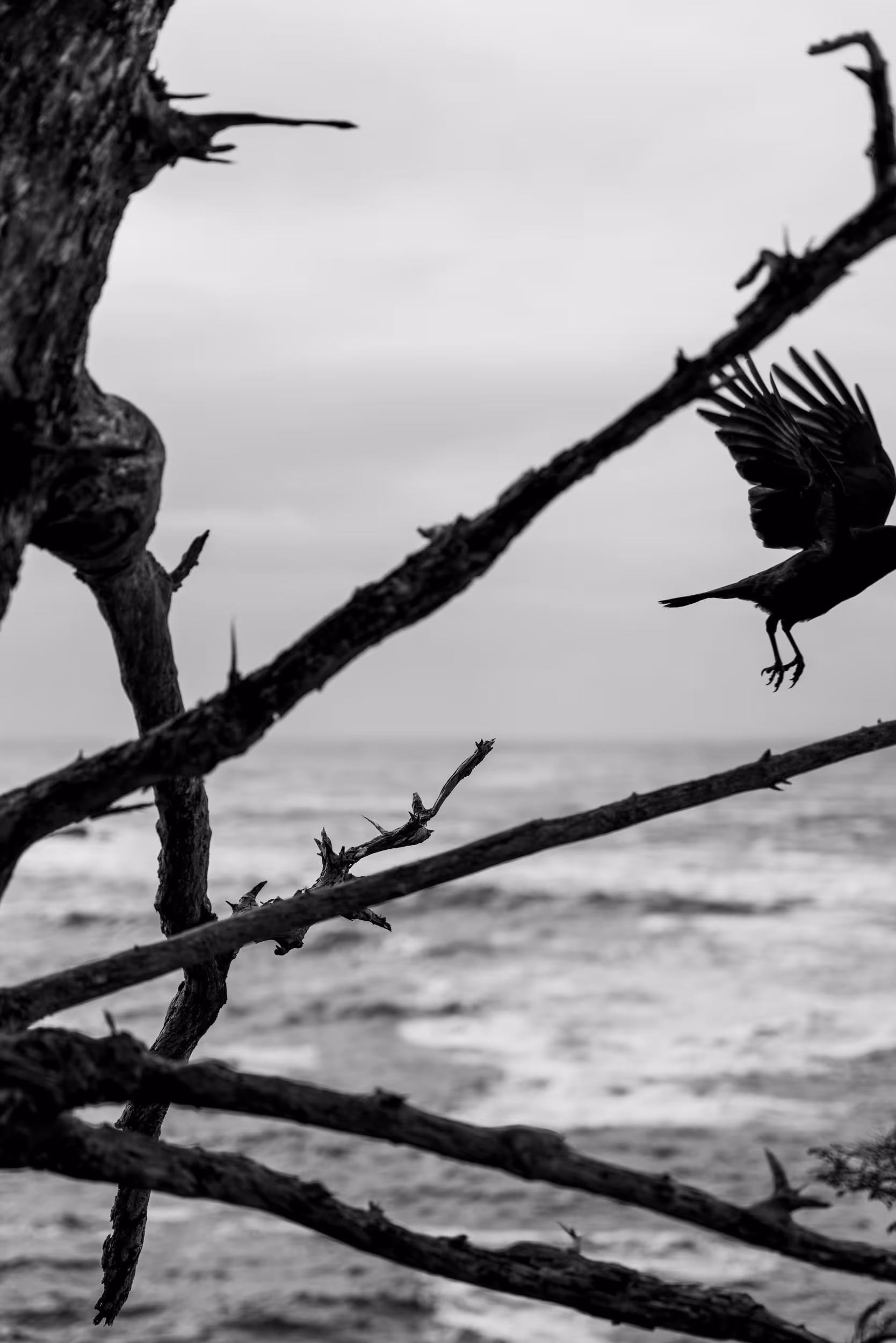 Tofino, BC. 2023.