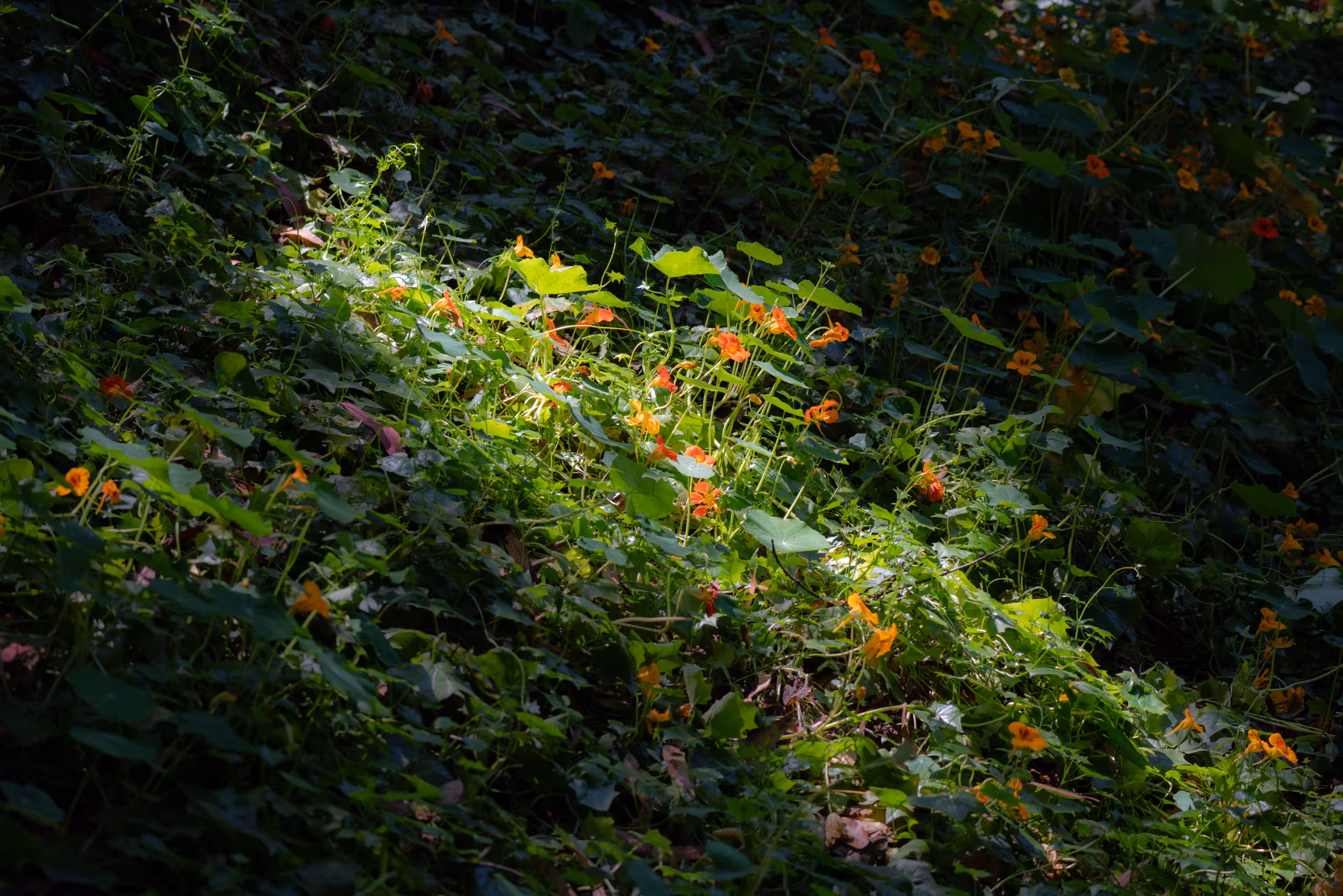 Sigmund Stern Grove Park, CA. 2023.