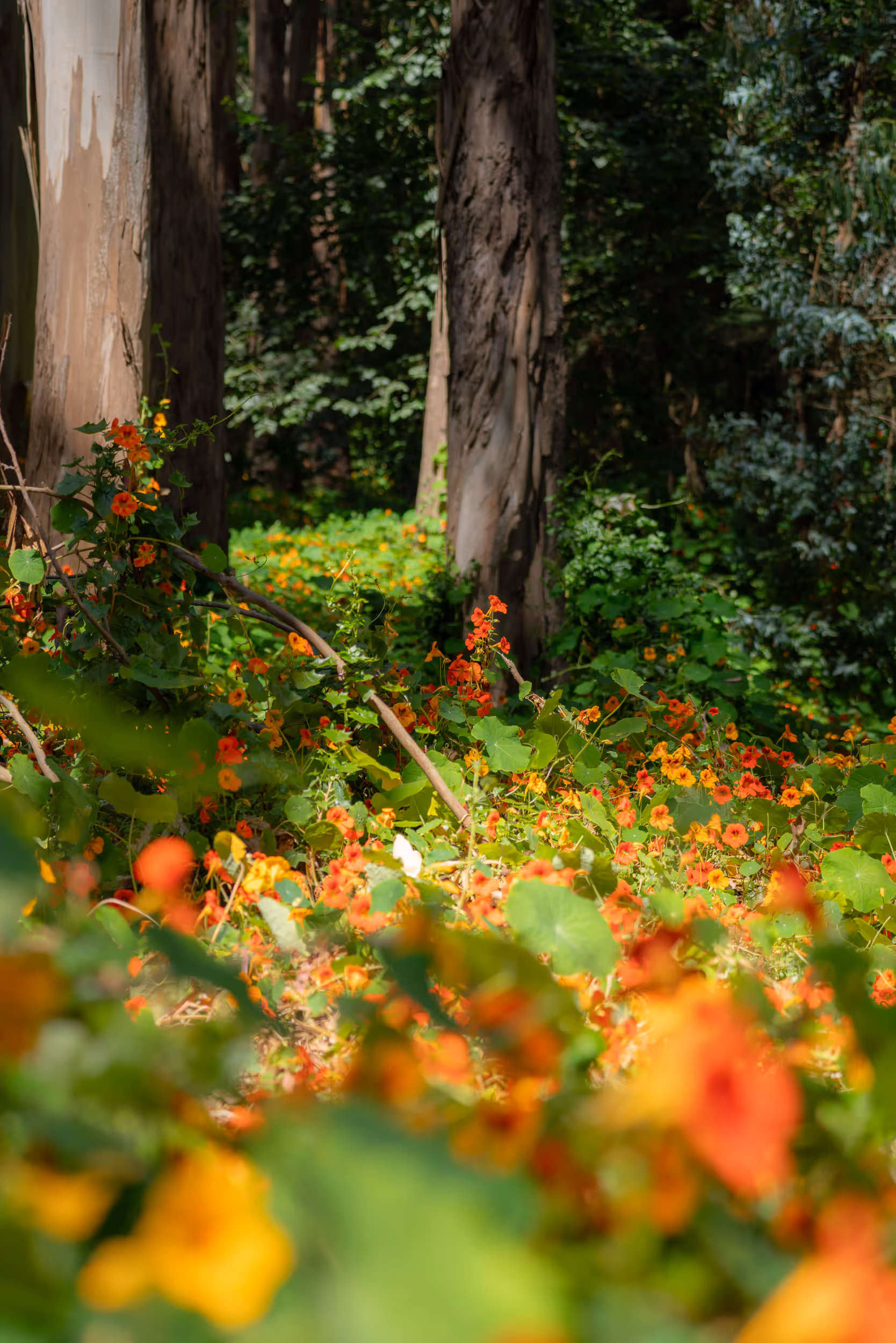 Watercress. Sigmund Stern Grove Park, CA. 2023.
