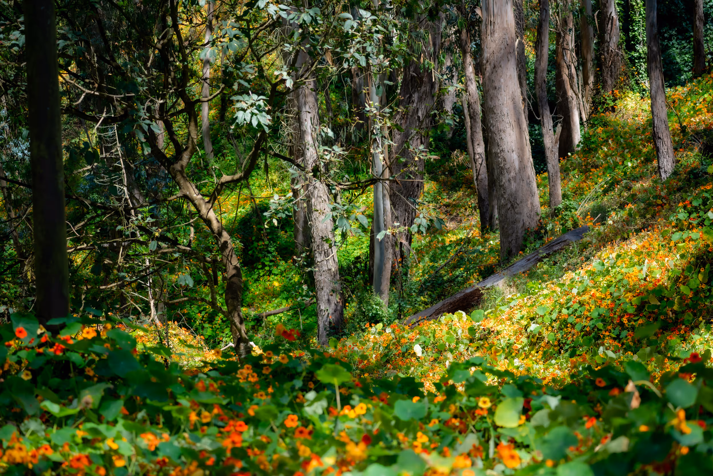 Sigmund Stern Grove Park, CA. 2023.