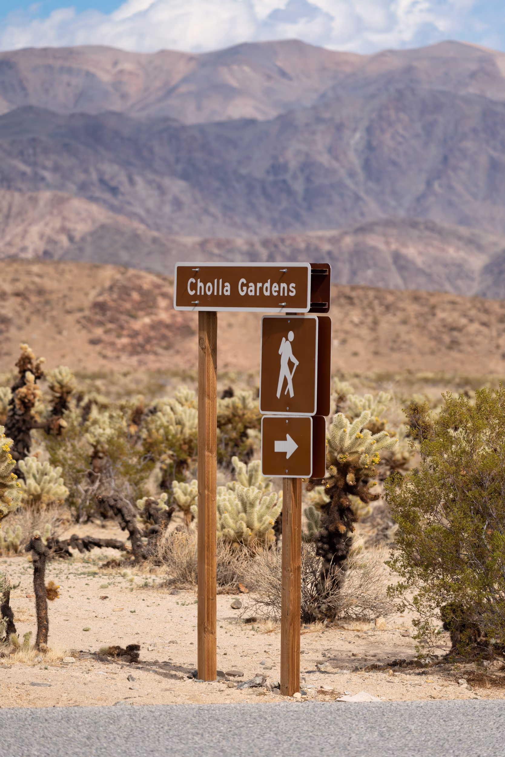 Cholla Gardens. Joshua Tree National Park. CA. 2023.