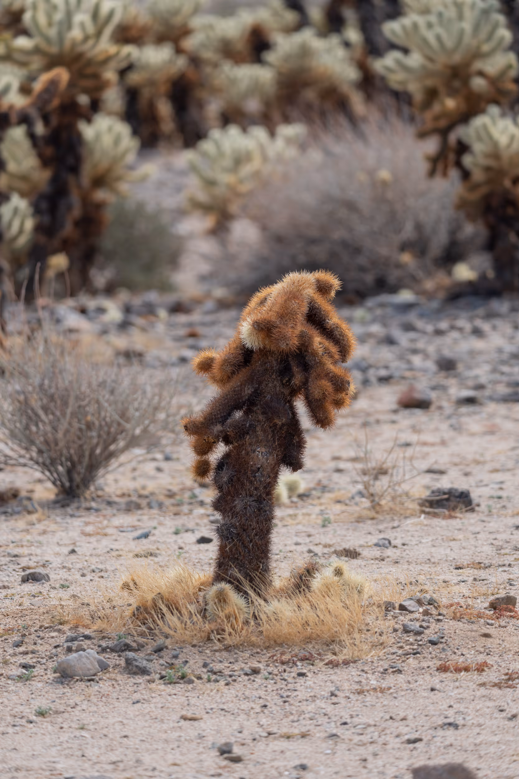Teddy Bears at Cholla Gardens. Joshua Tree National Park. CA. 2023.