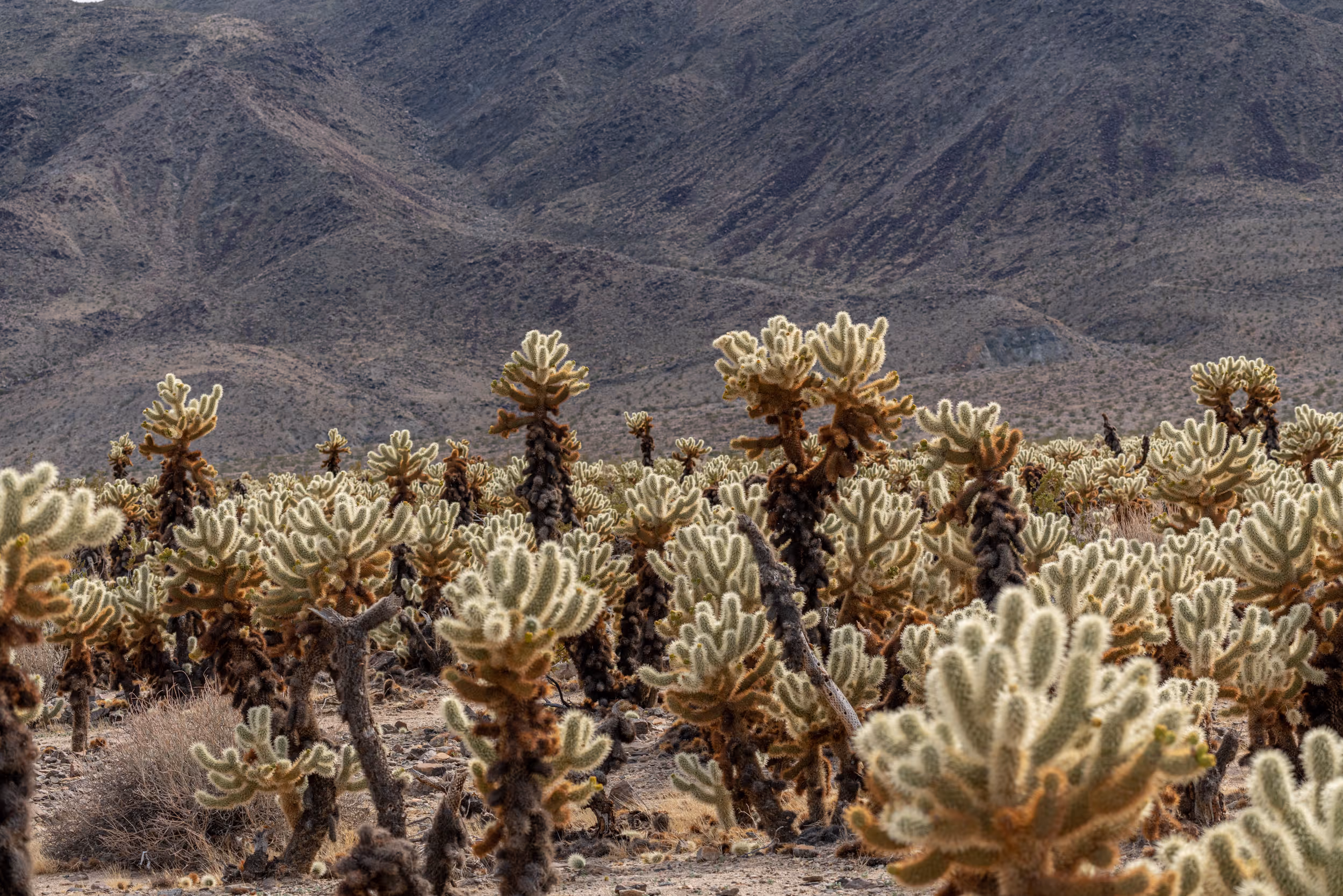 Cholla Gardens. Joshua Tree National Park. CA. 2023.