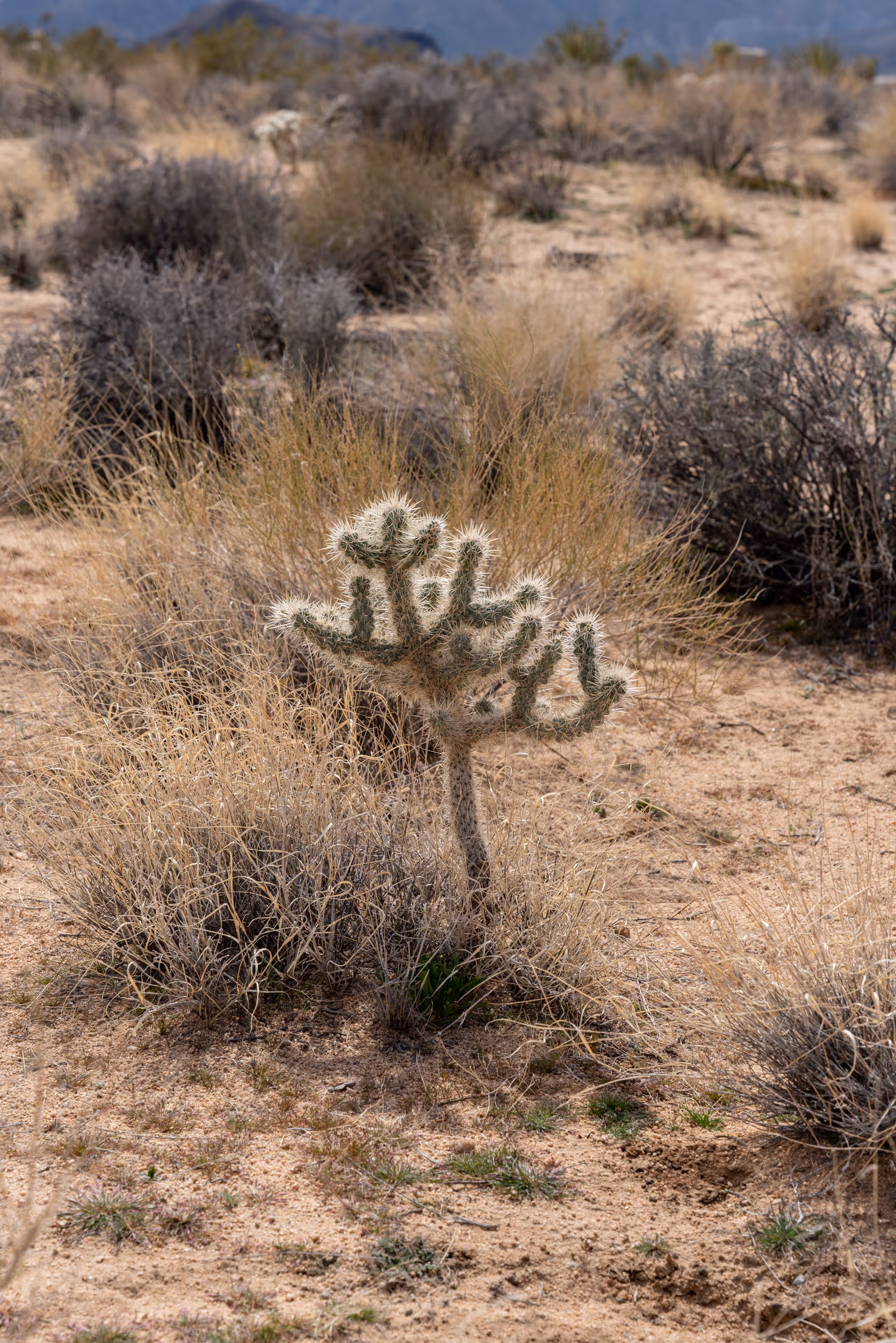 Joshua Tree National Park. CA. 2023.
