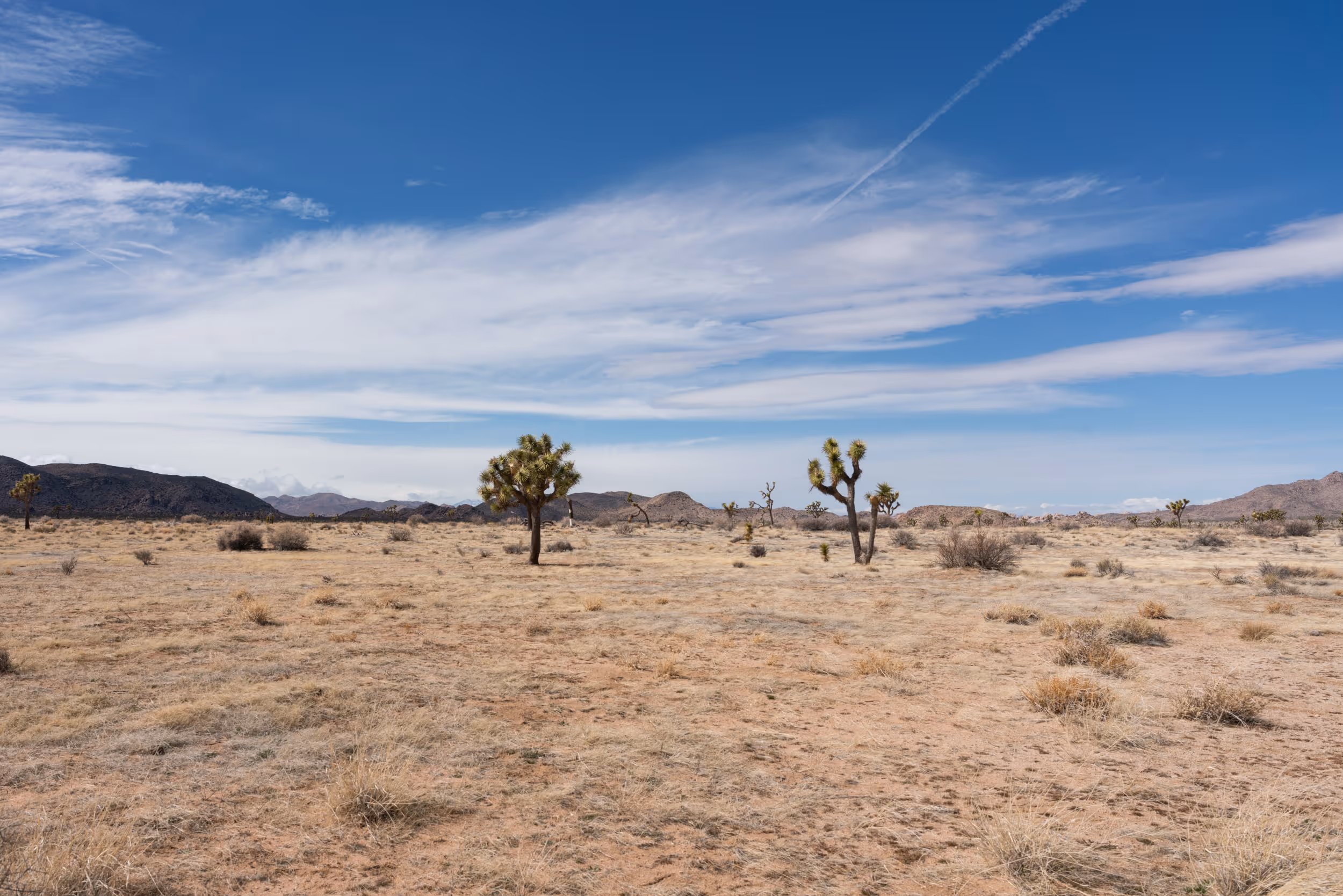 Joshua Tree National Park. CA. 2023.