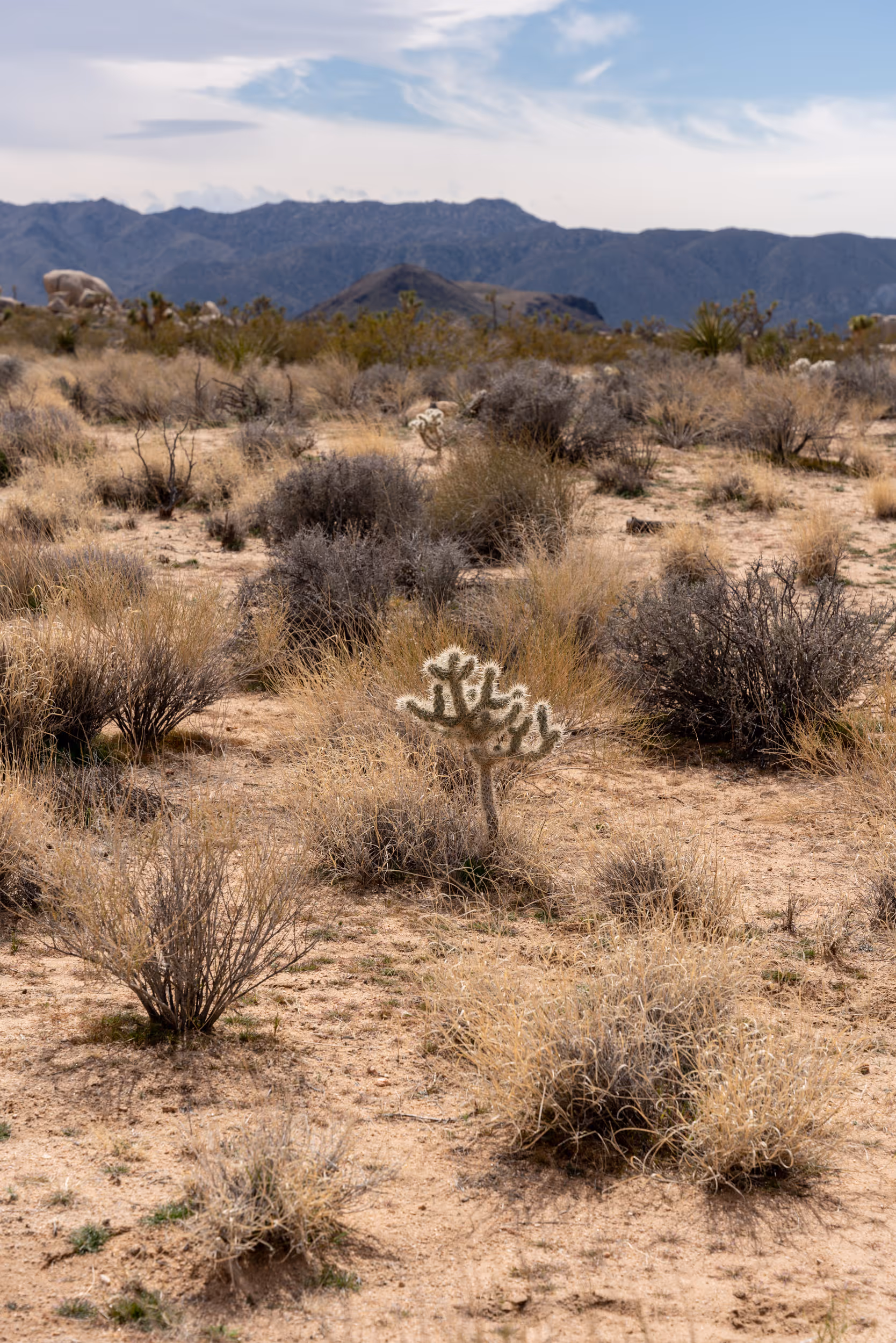 Joshua Tree National Park. CA. 2023.