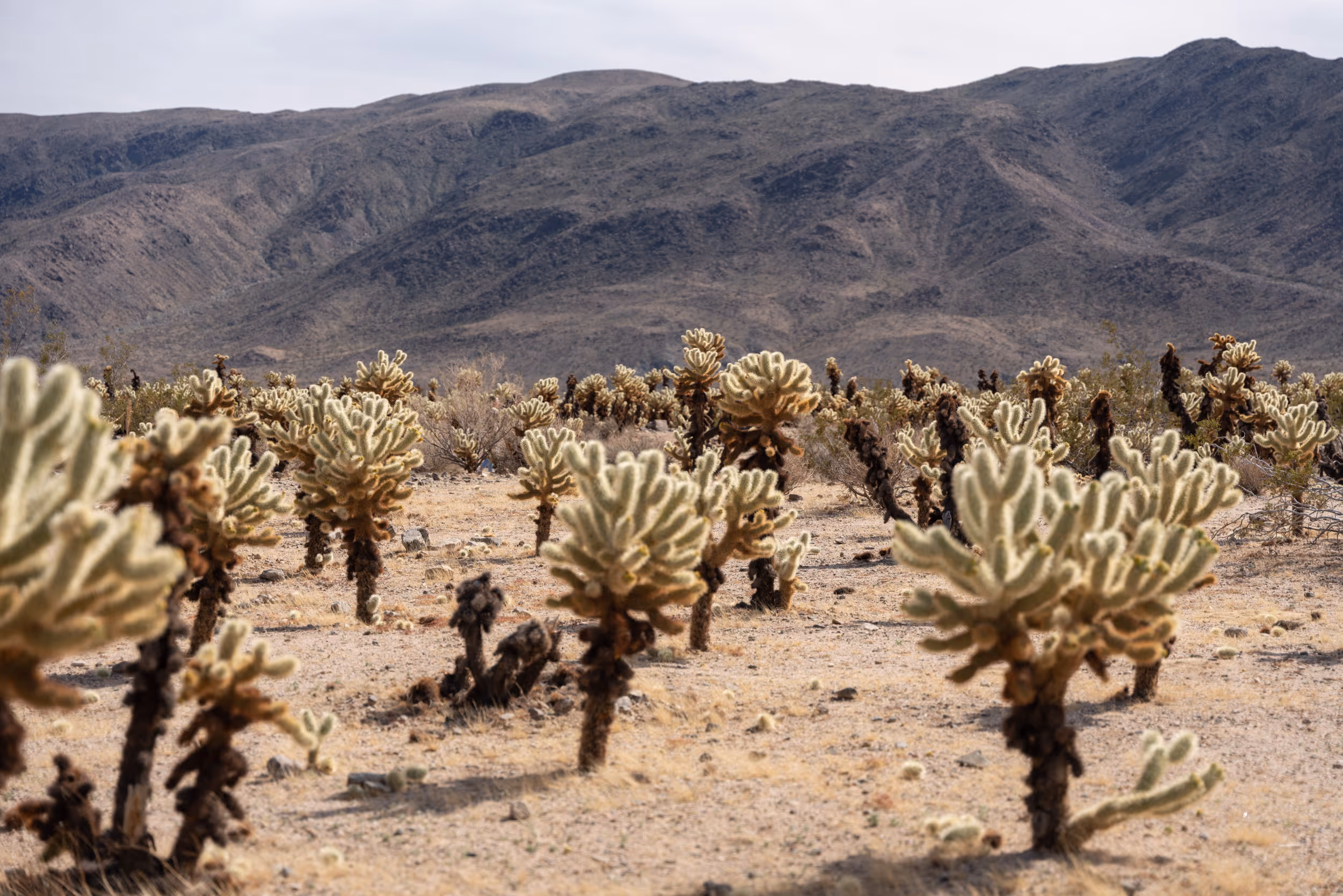 Cholla Gardens. Joshua Tree National Park. CA. 2023.