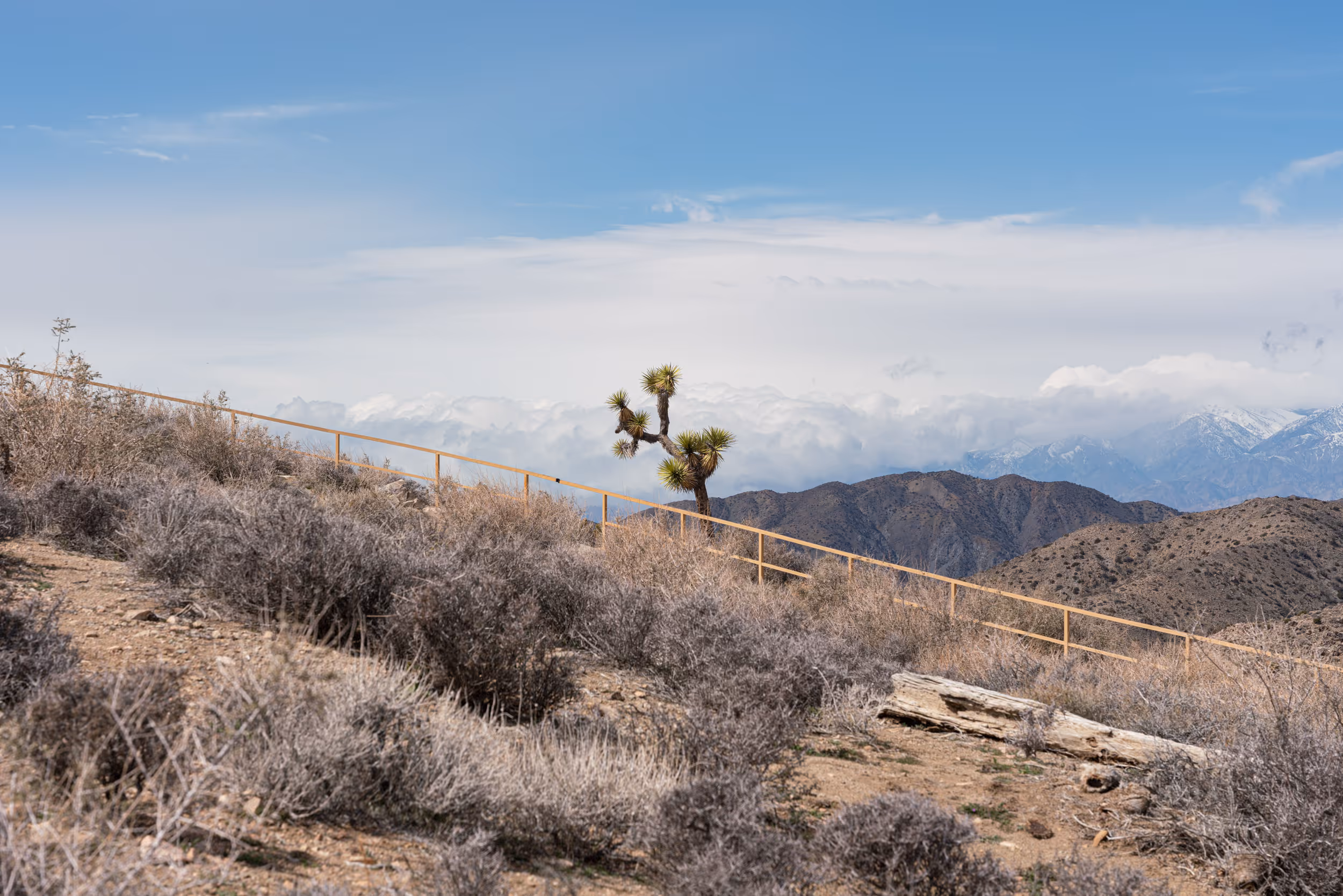 Joshua Tree National Park. CA. 2023.