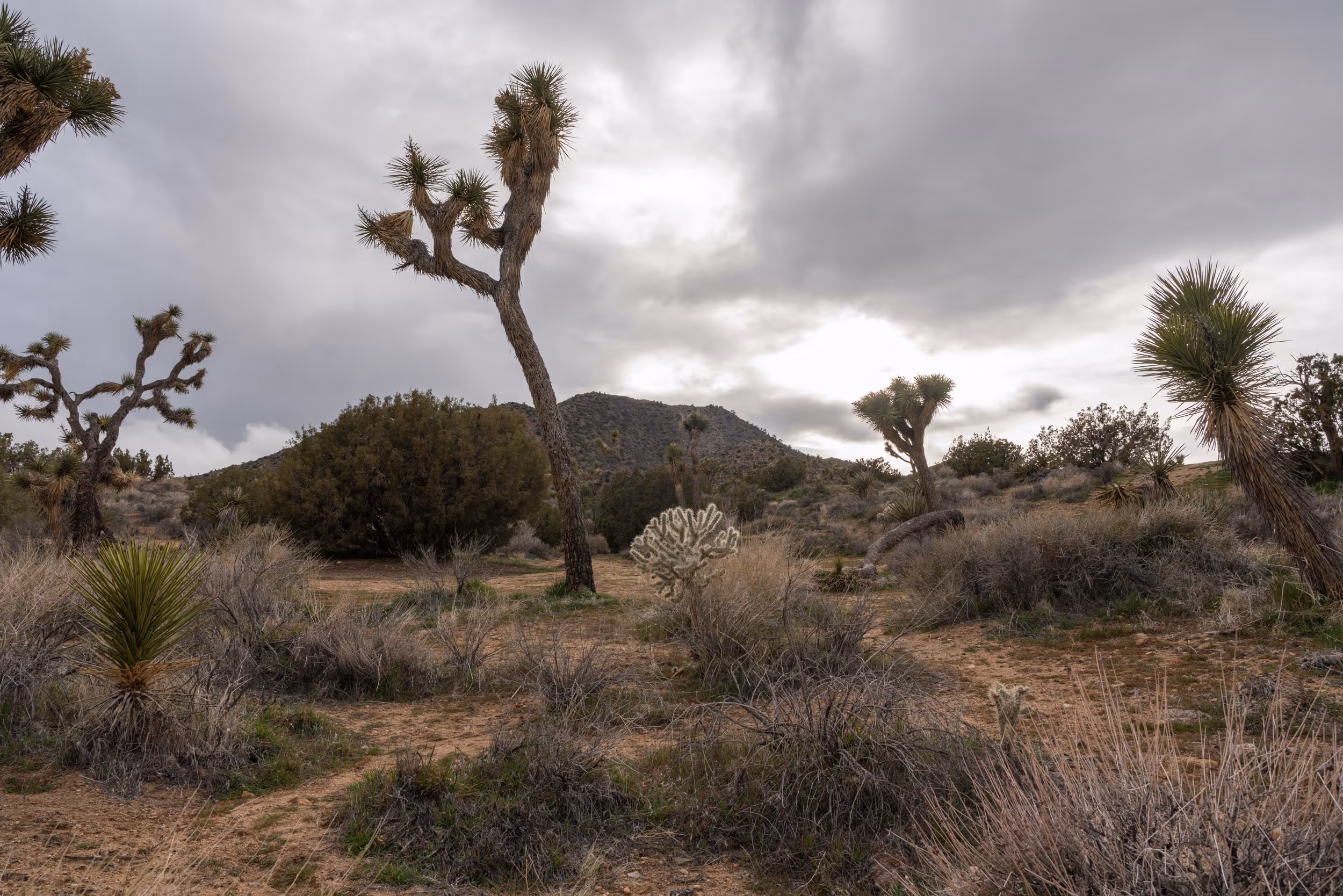 Joshua Tree National Park. CA. 2023.