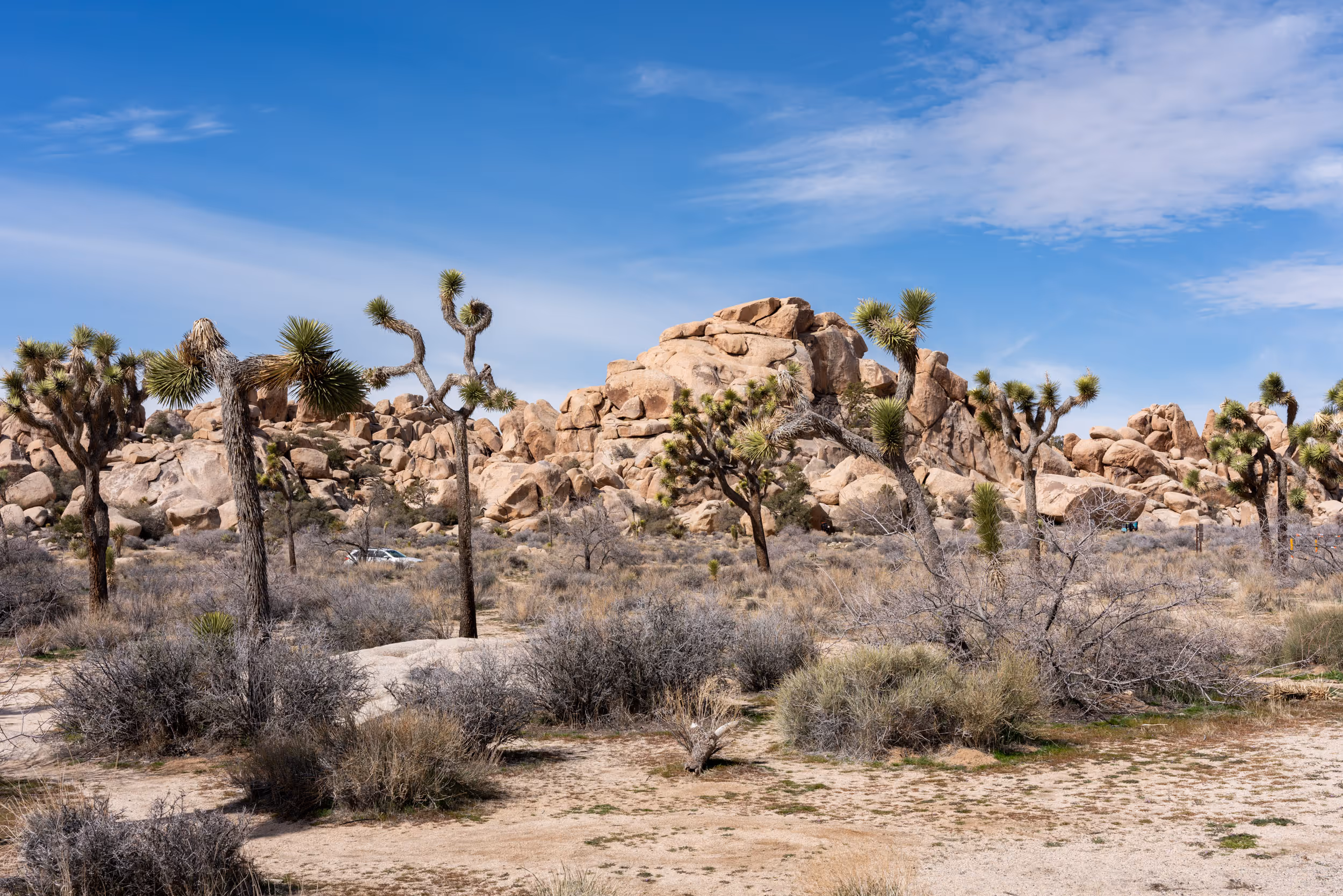 Joshua Tree National Park. CA. 2023.
